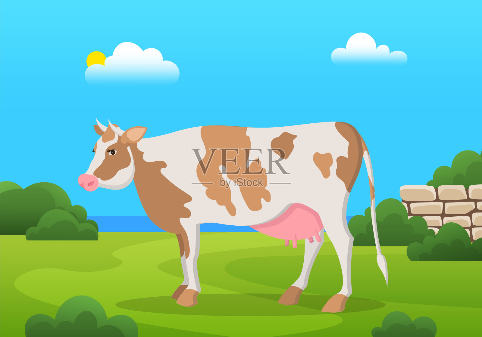 可爱的斑点牛在草地上的绿草。农场动物,牧场,田野里的家畜插画图片素材