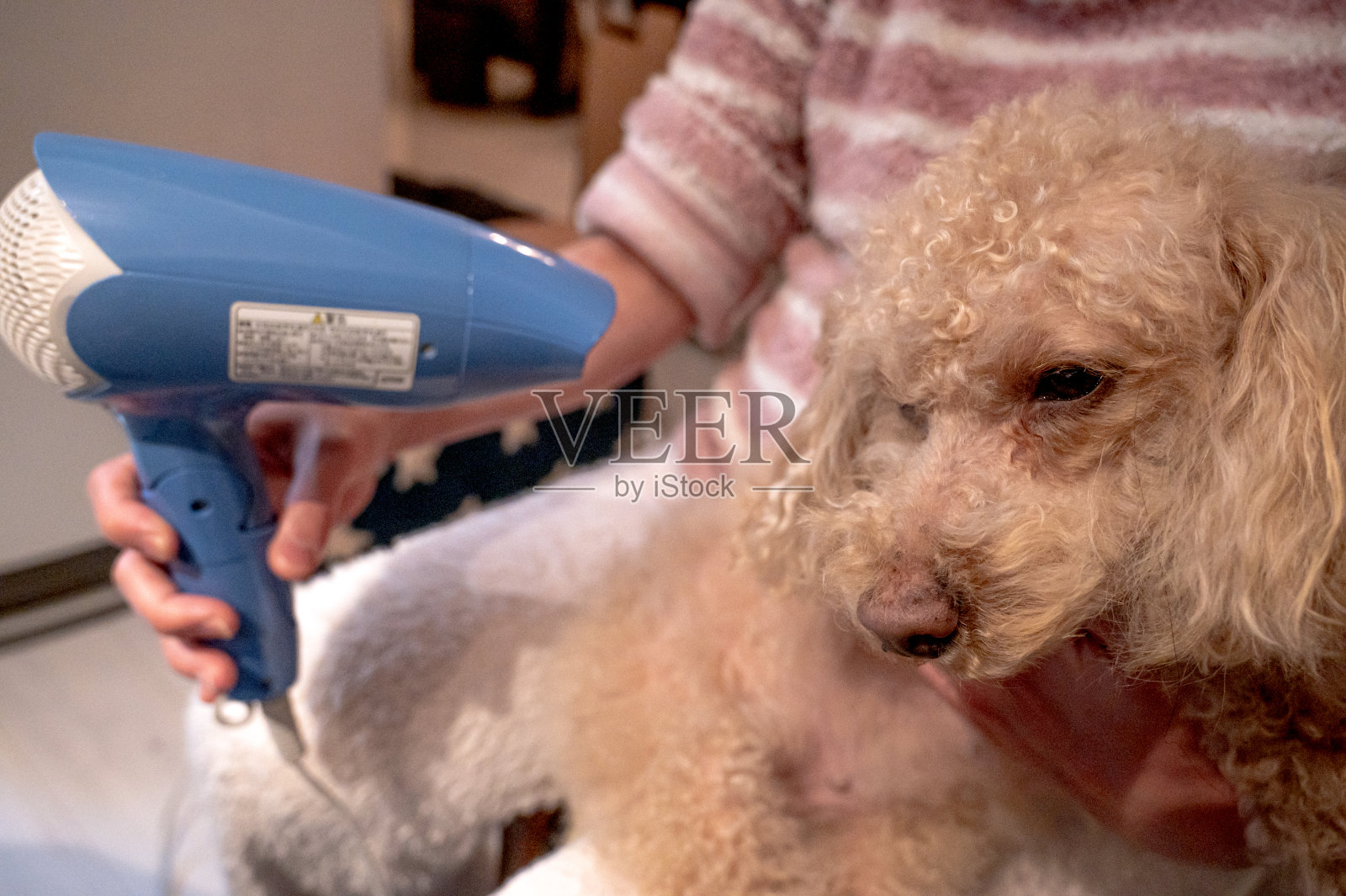 小可爱的玩具狮子狗照片摄影图片