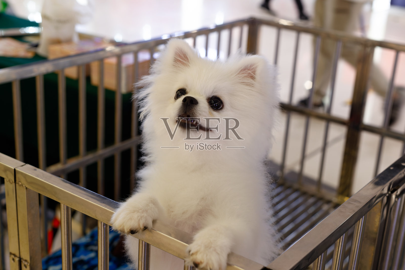 快乐的小狗照片摄影图片