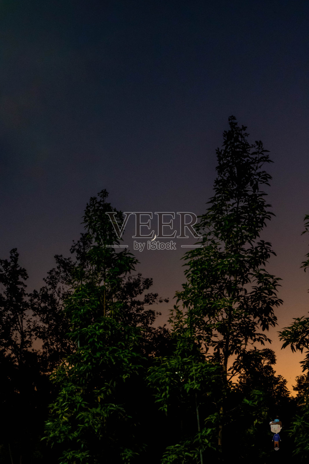 树上的月亮照片摄影图片