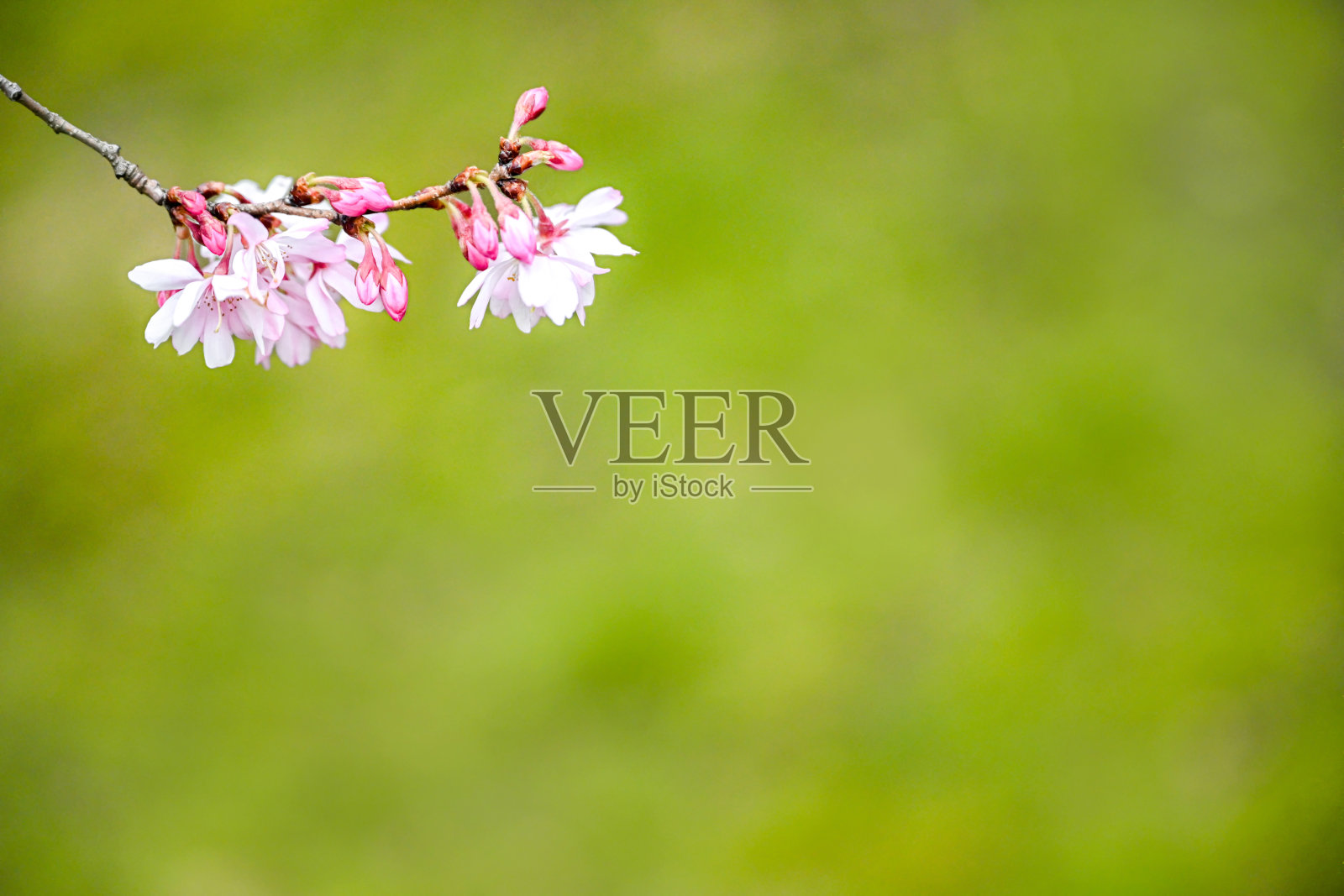 樱花照片摄影图片