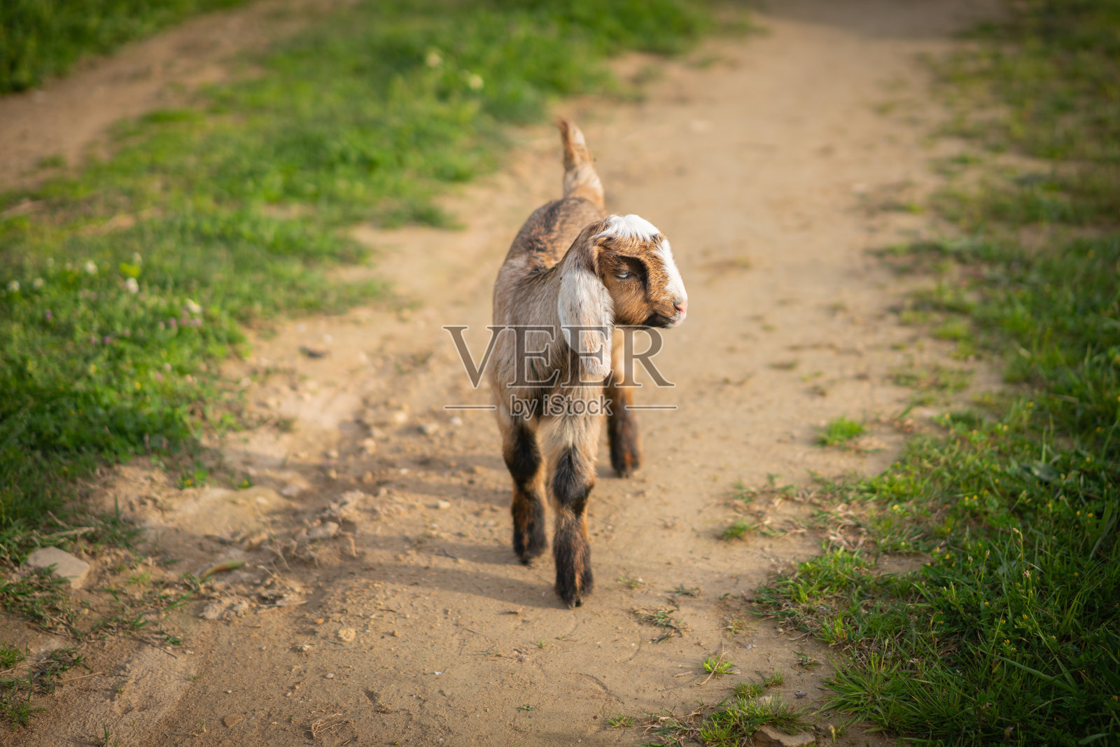 绿色草地上顽皮的小山羊。照片摄影图片