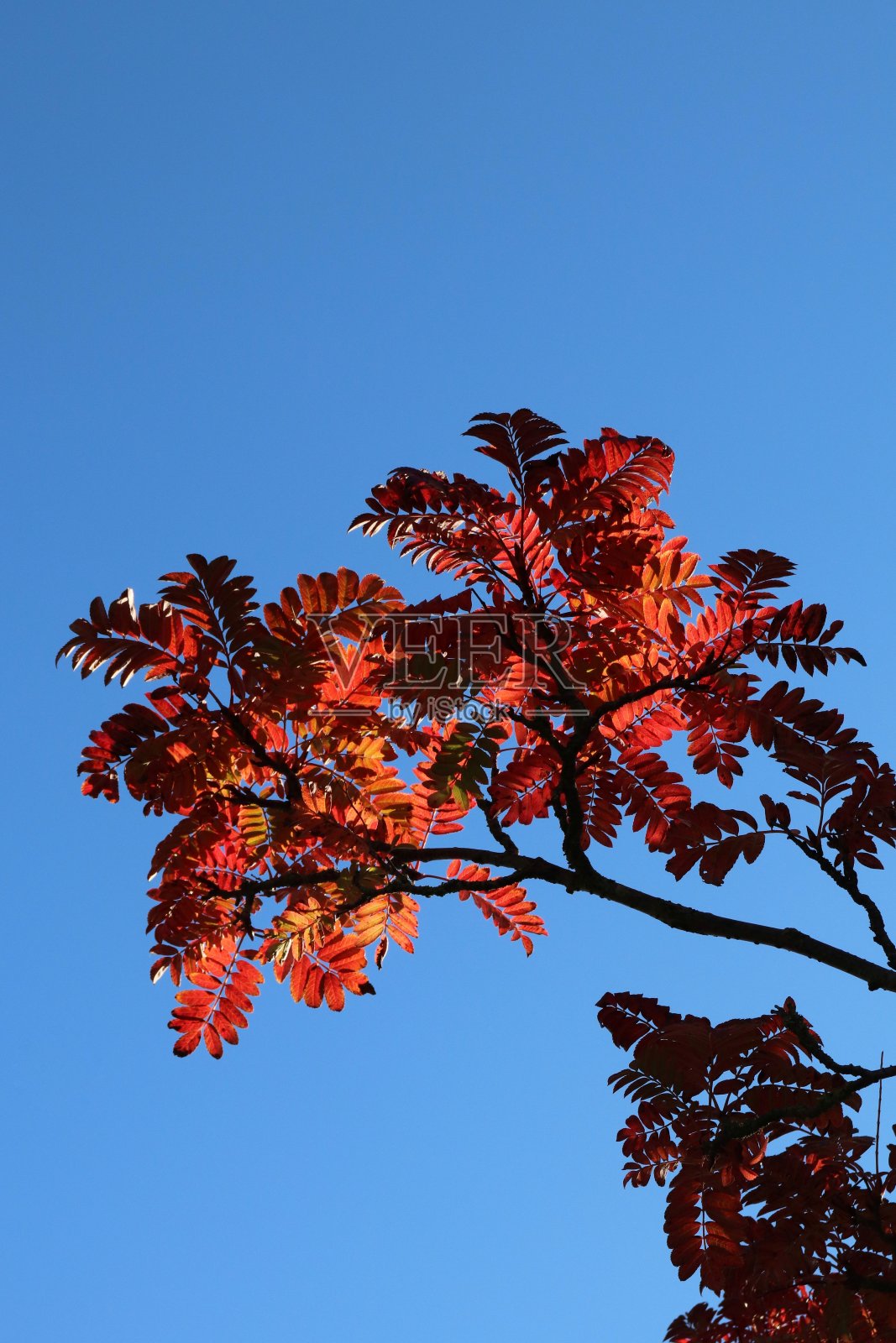 红叶在秋天照片摄影图片