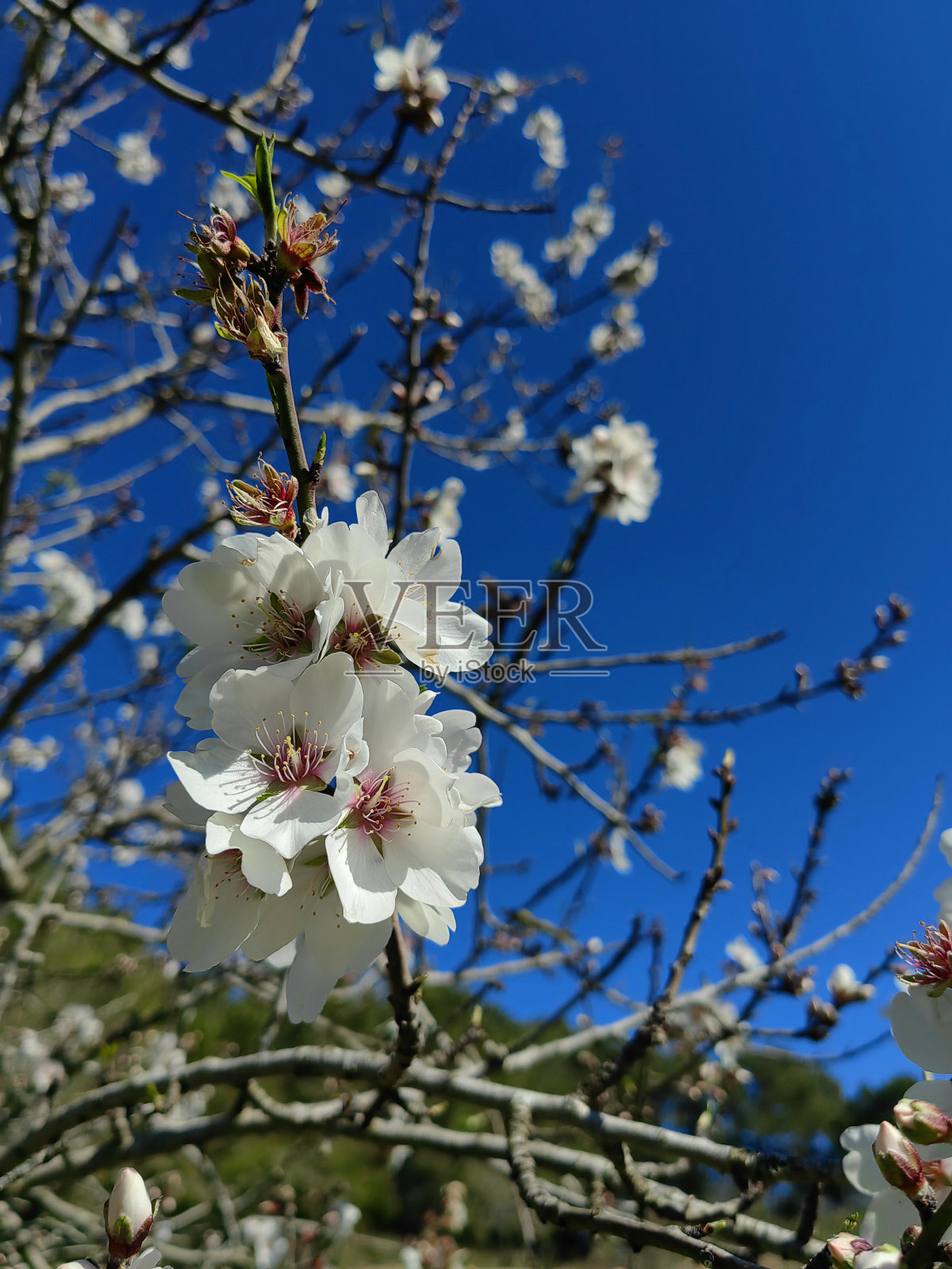 春暖花开的背景。美丽的自然景色,树木开花,太阳耀斑。照片摄影图片