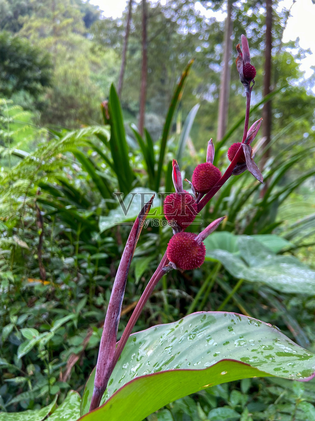 红色的野花照片摄影图片