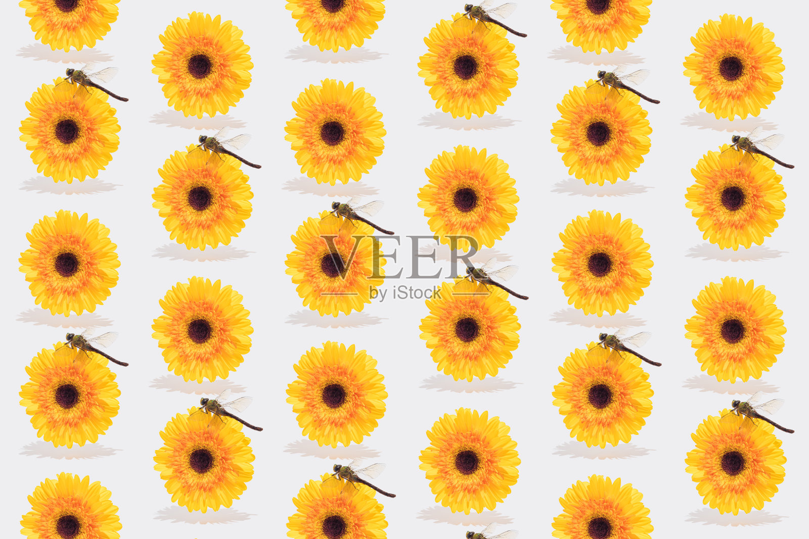 唯美、超现实的春季或夏季构图,黄色非洲菊和一只蜻蜓在白色背景上。春天和夏天的氛围。无缝模式。照片摄影图片