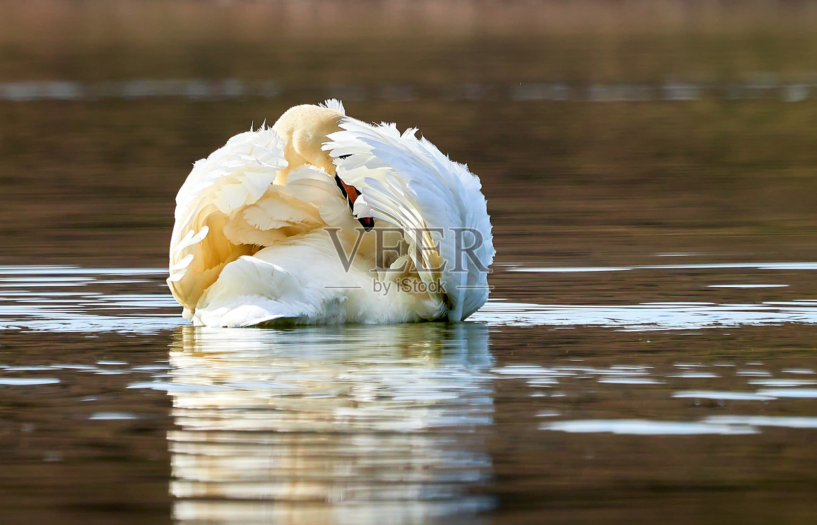 一只沉默的天鹅在阳光明媚的早晨在湖面上游泳。照片摄影图片