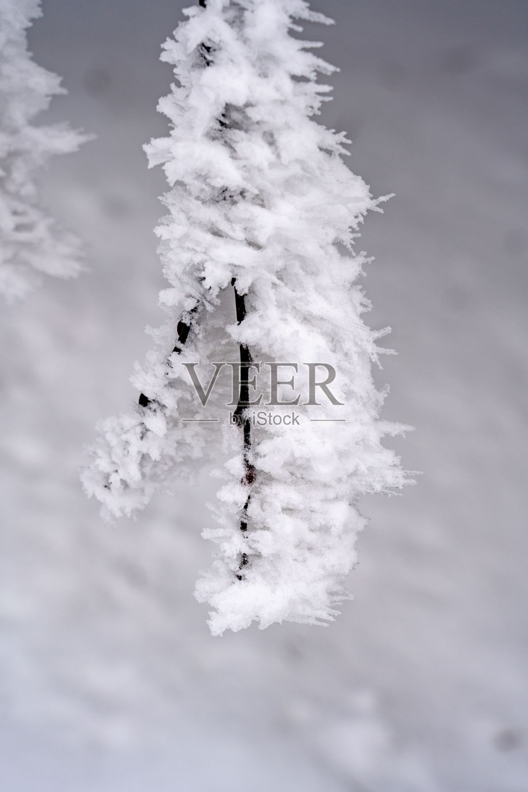 树枝被雪覆盖,顶部有水滴照片摄影图片