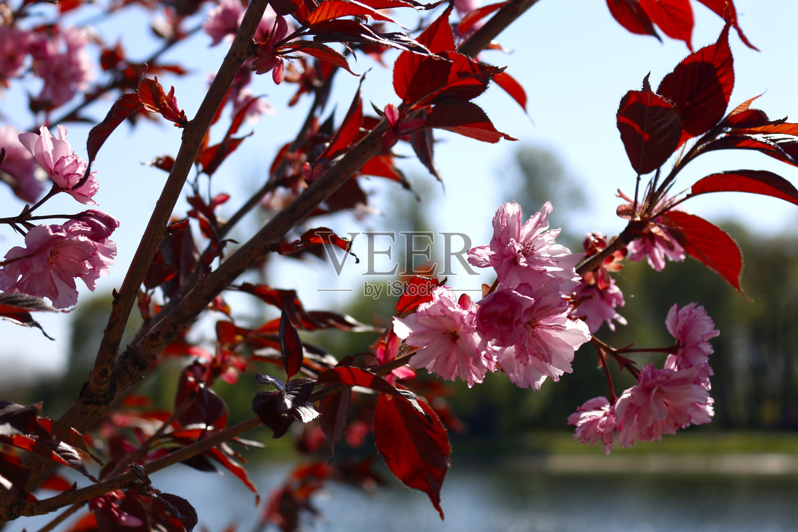科洛米亚湖附近盛开的樱花照片摄影图片