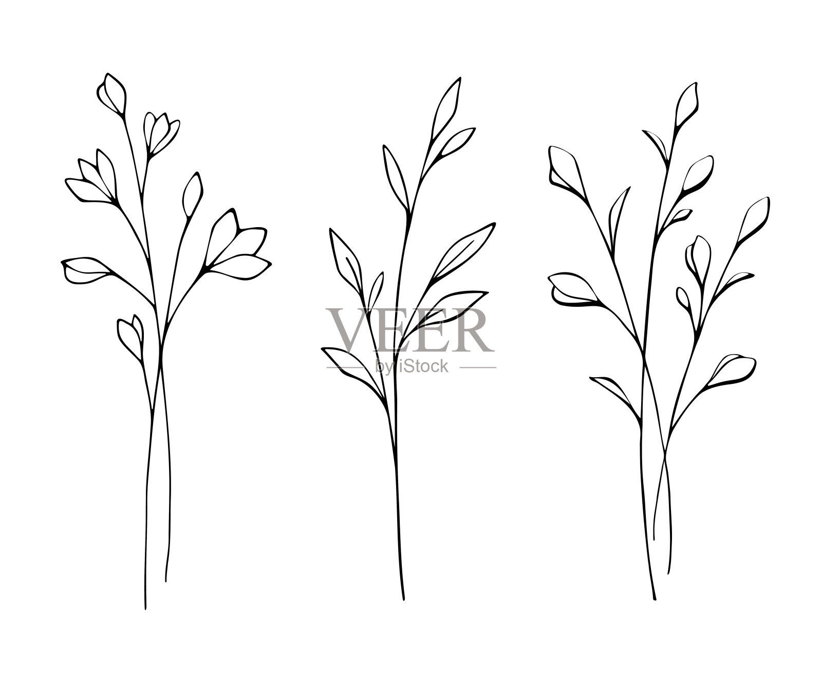 集春枝与叶与花,矢。插画图片素材