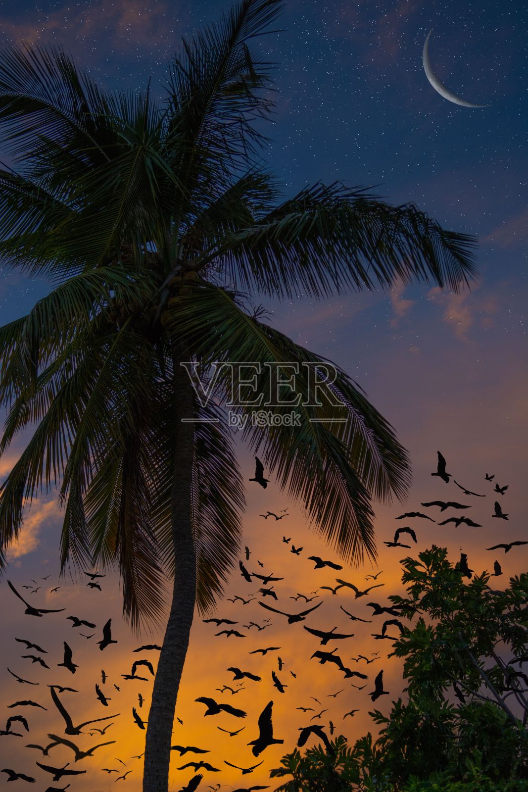 令人惊叹的一群鸟在飞行剪影的背景下,一个生动的日落天空照片摄影图片