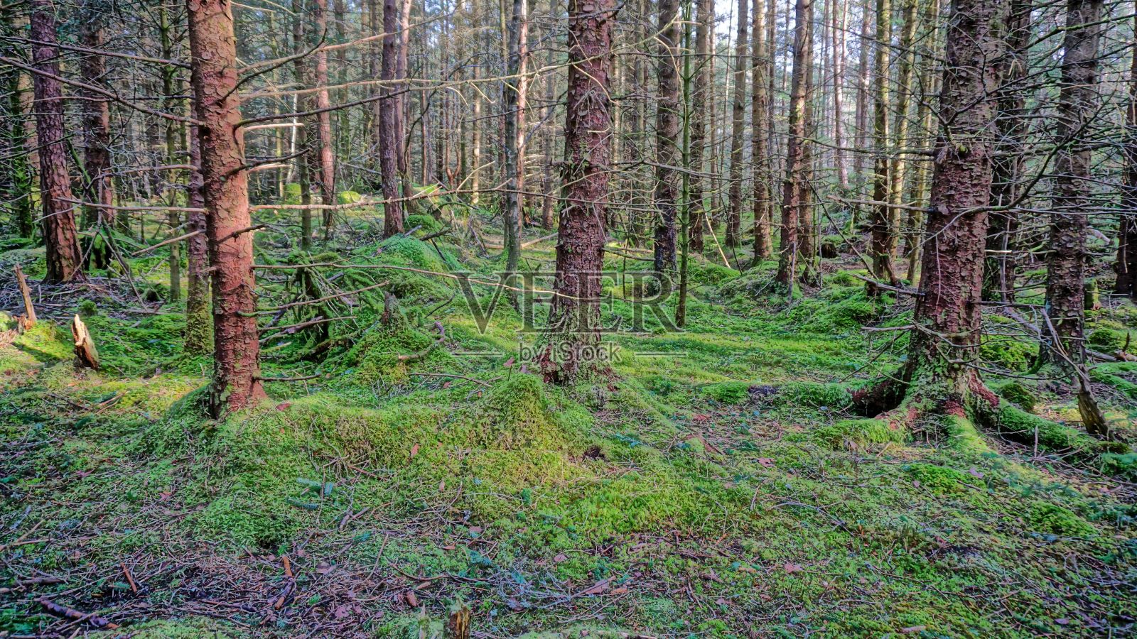 郁郁葱葱的森林场景与高大的树木和丰富的郁郁葱葱的绿色苔藓在森林照片摄影图片