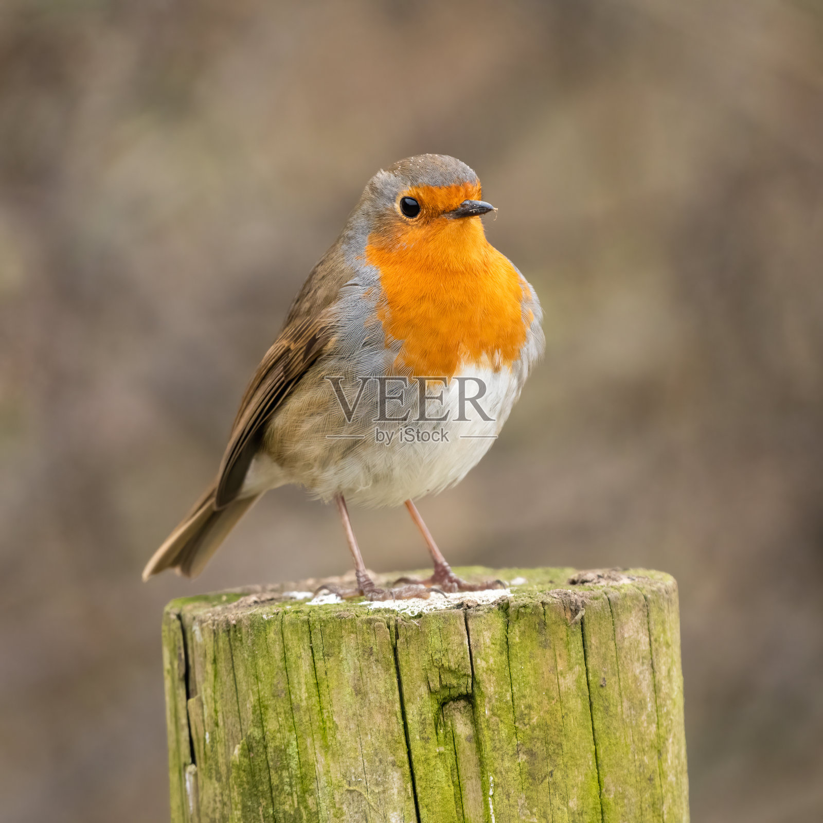 欧洲知更鸟(Erithacus rubecula)照片摄影图片