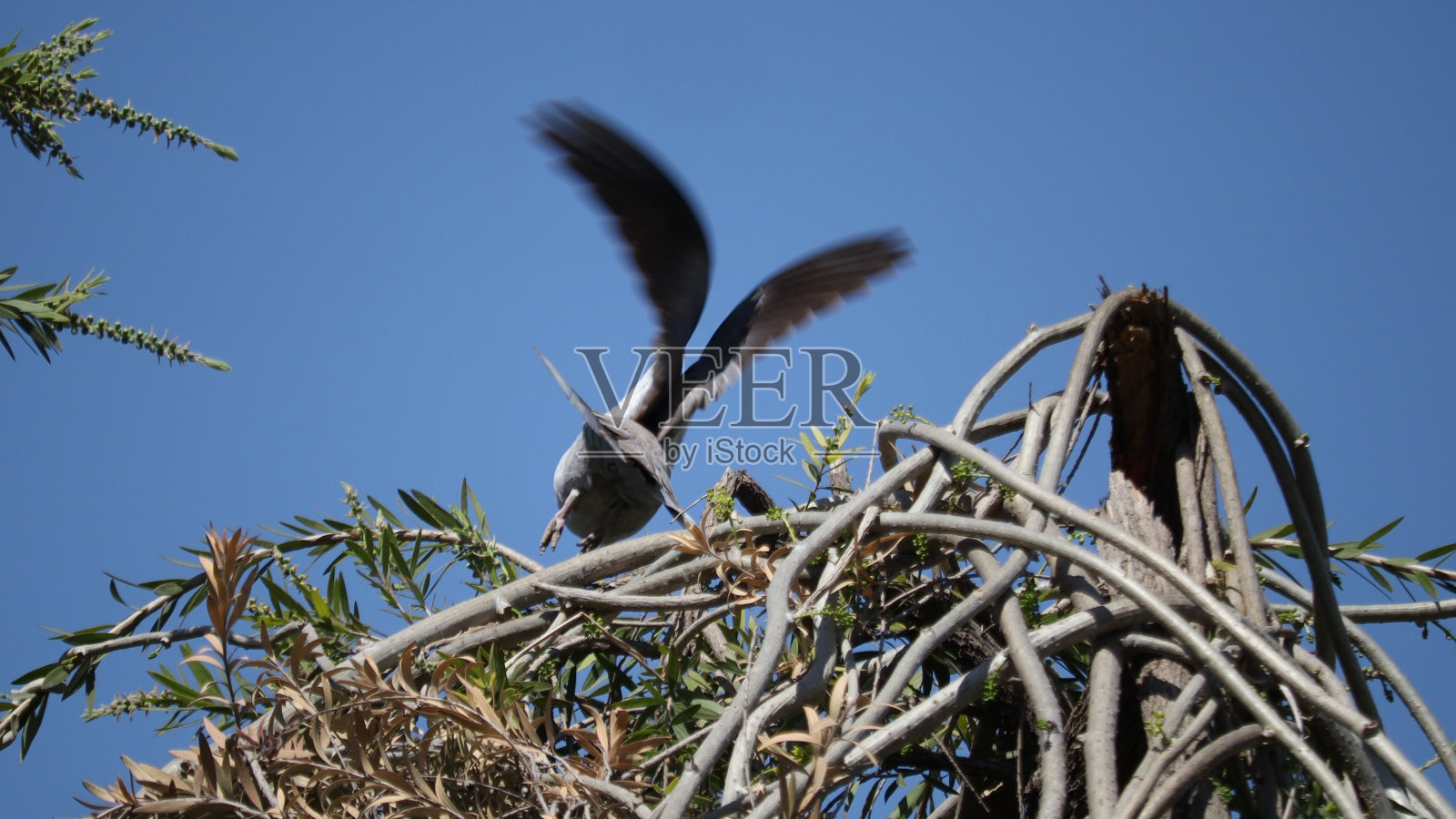 颈鸽非洲照片摄影图片
