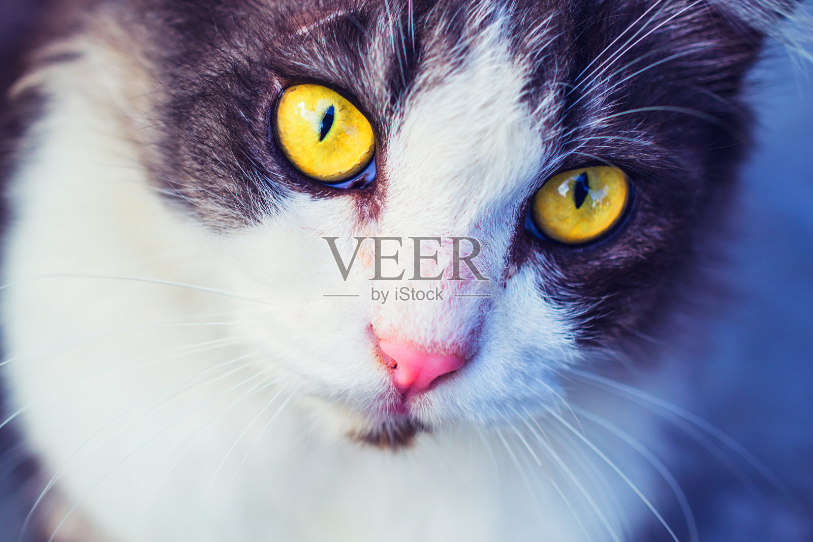 猫看着镜头照片摄影图片