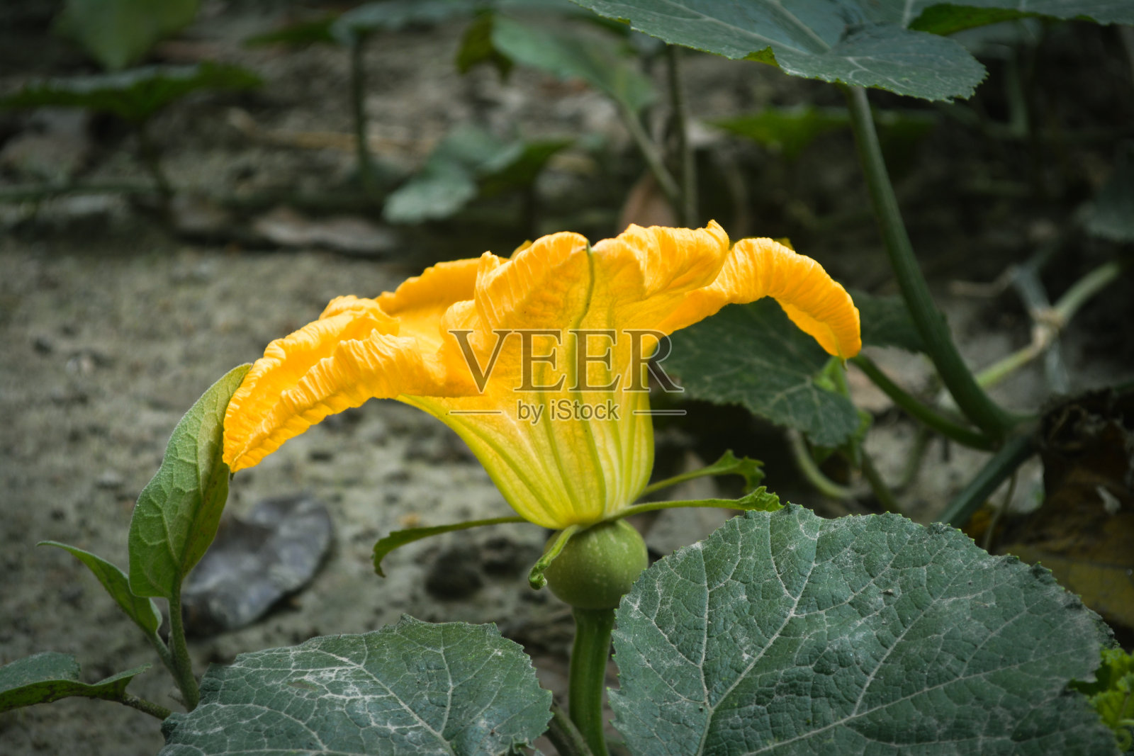 自然环境下非常漂亮的南瓜花。照片摄影图片