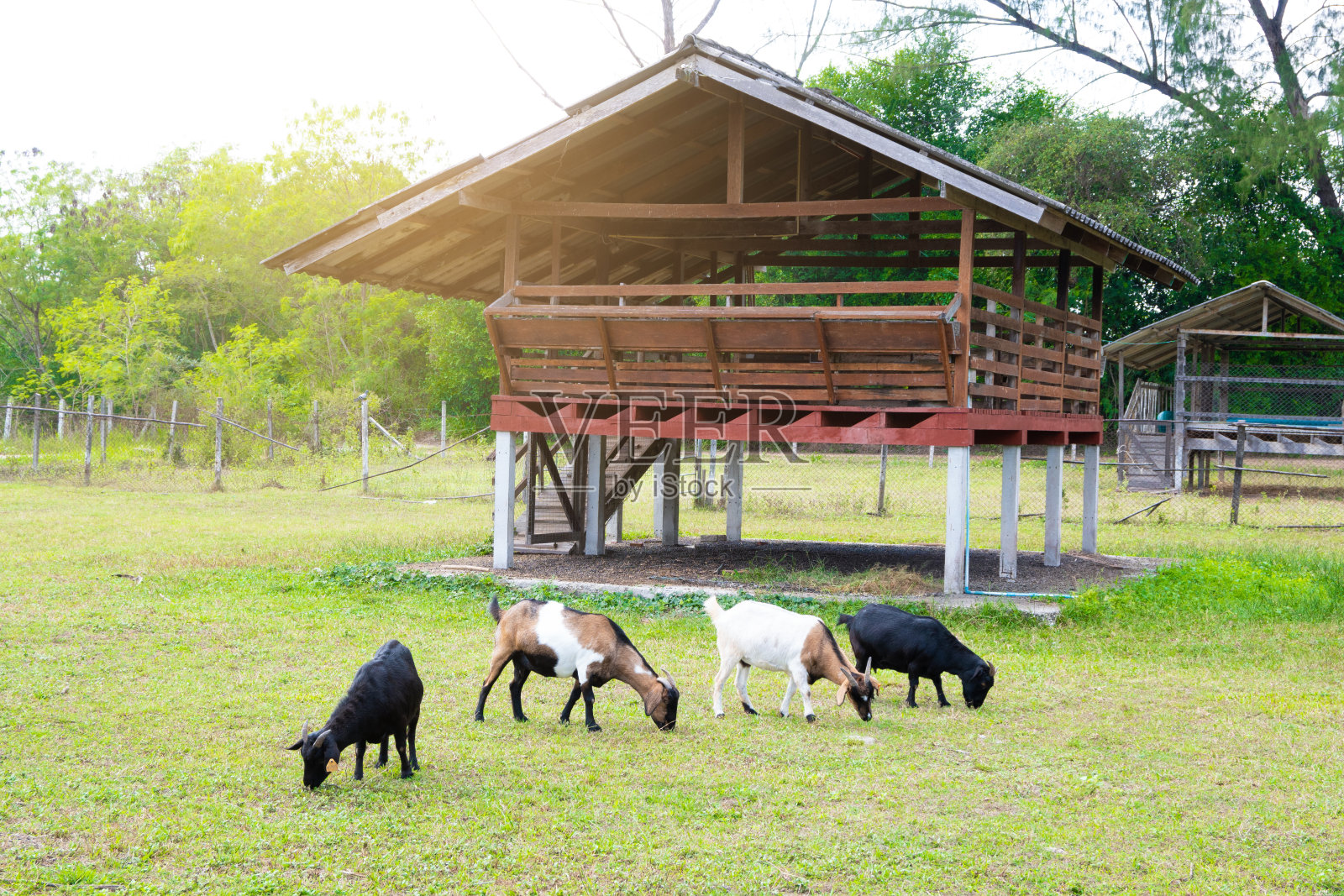 山羊农场照片摄影图片