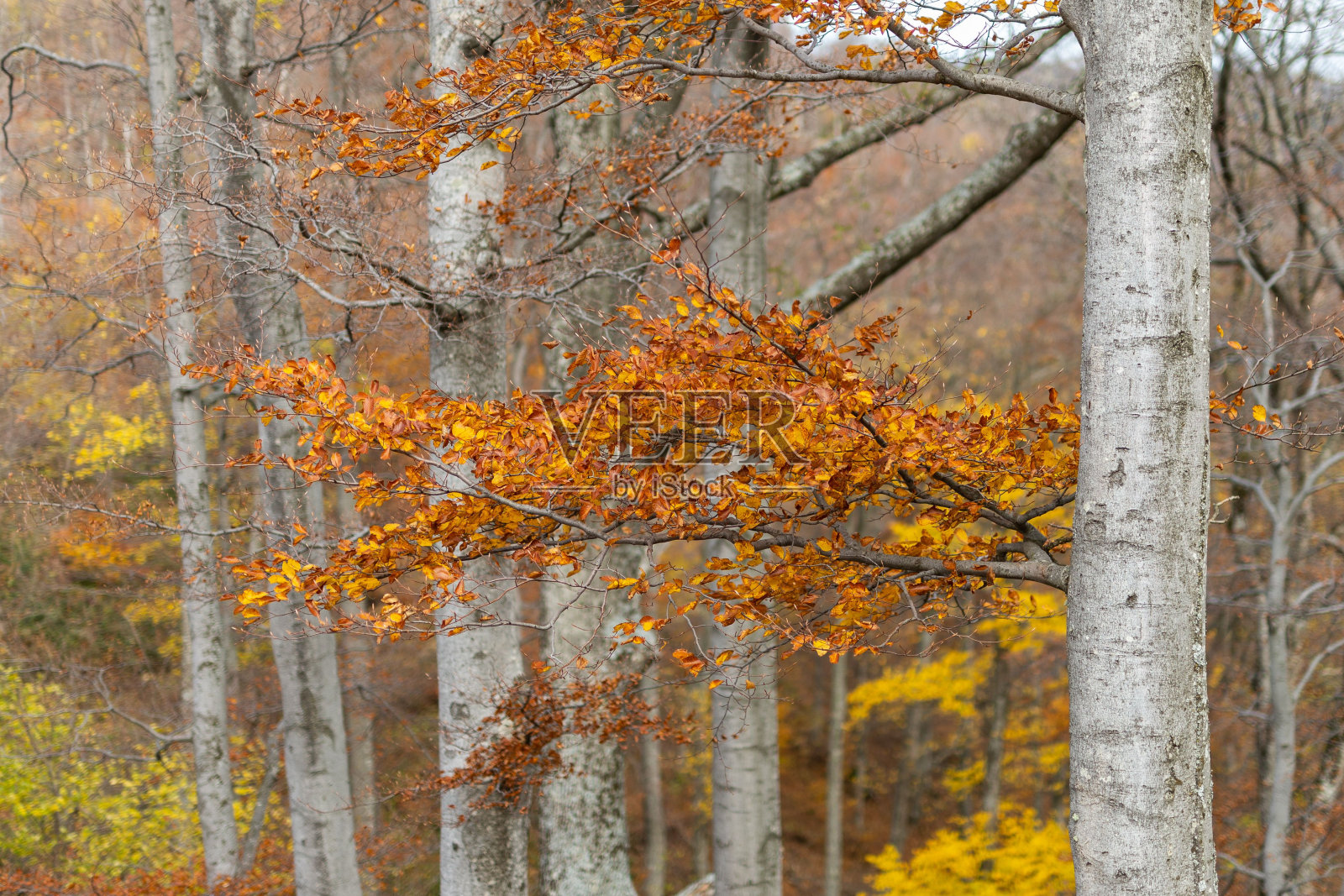 充满活力,秋天的场景显示了一个黄色的树木森林模糊的背景照片摄影图片