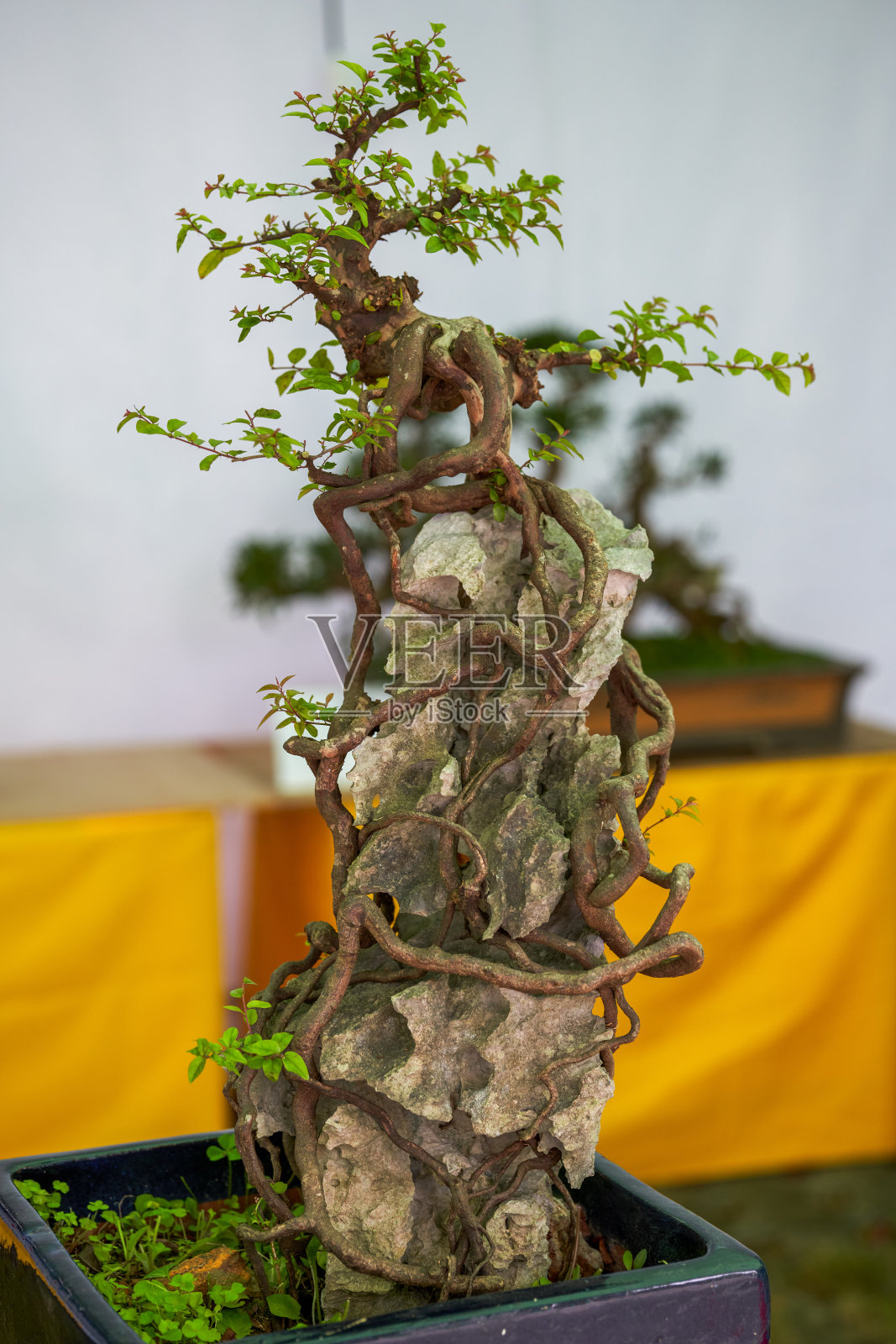 美丽华丽的艺术插花特写照片摄影图片