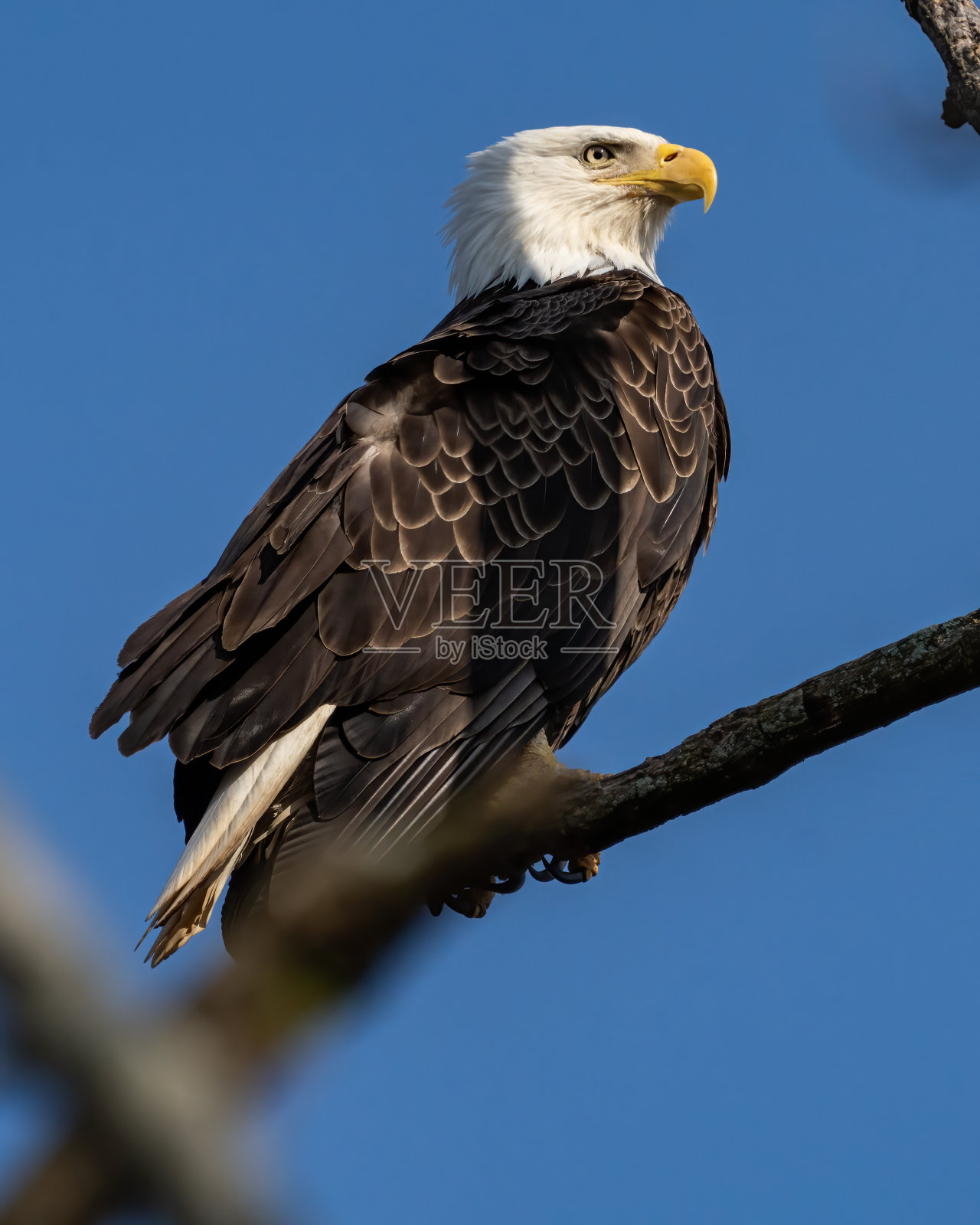 在波托马克河上飞行的秃鹰照片摄影图片