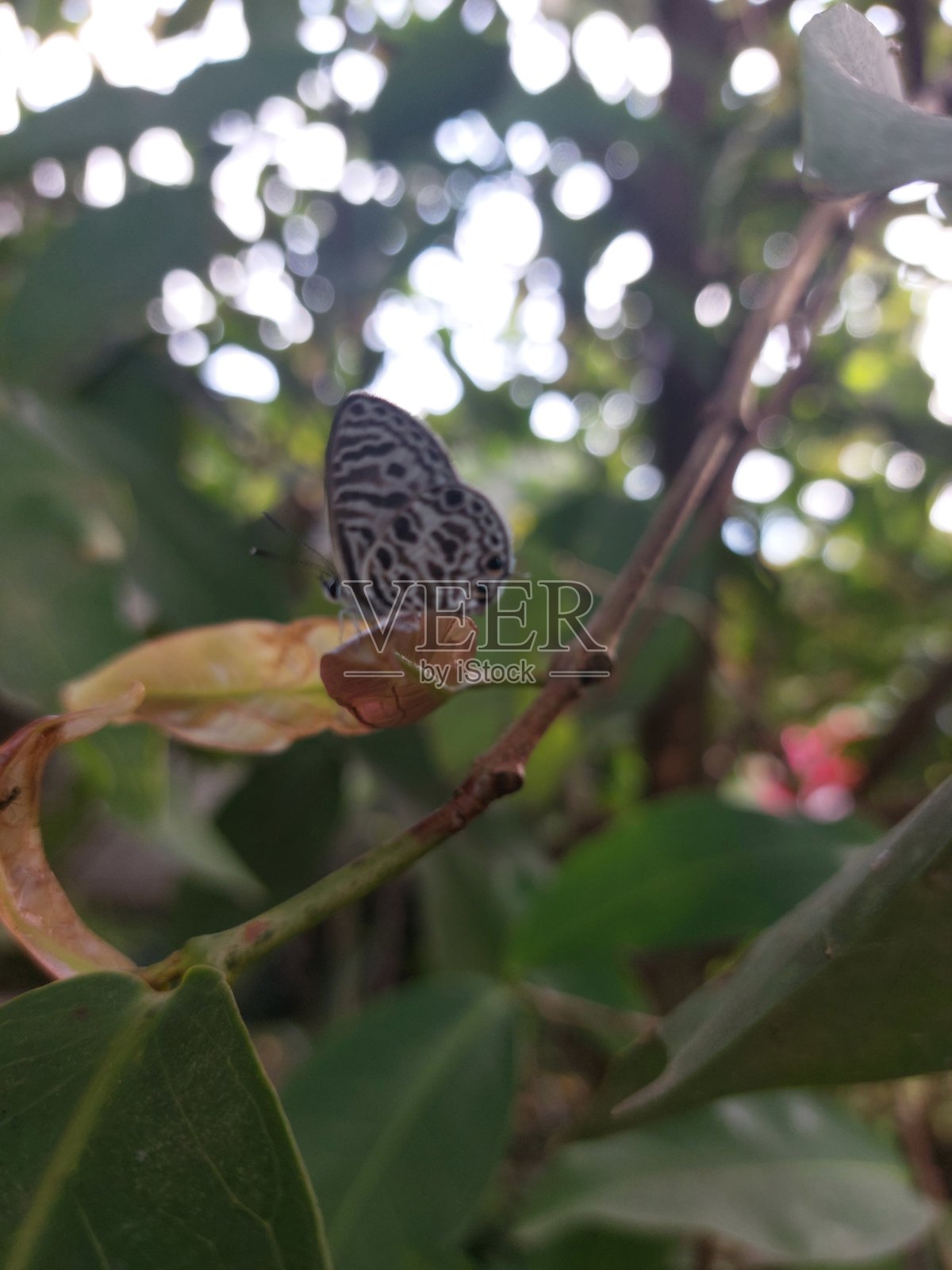 蝴蝶照片摄影图片