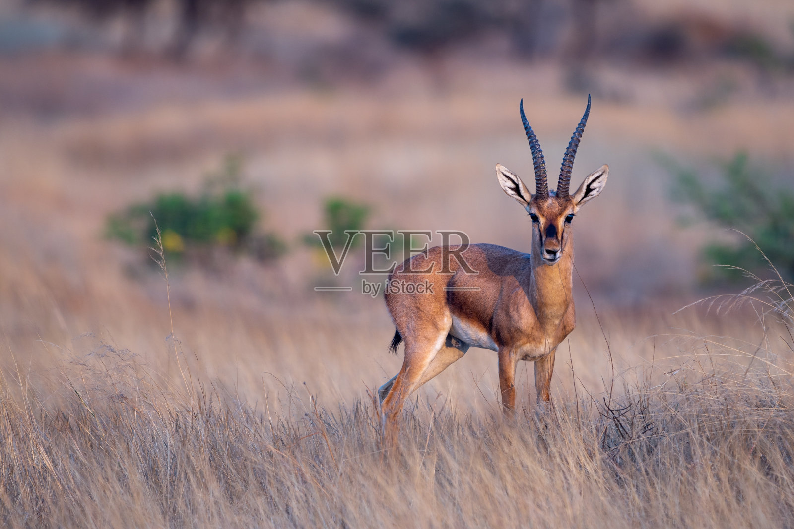 瞪羚(Gazella bennettii)照片摄影图片