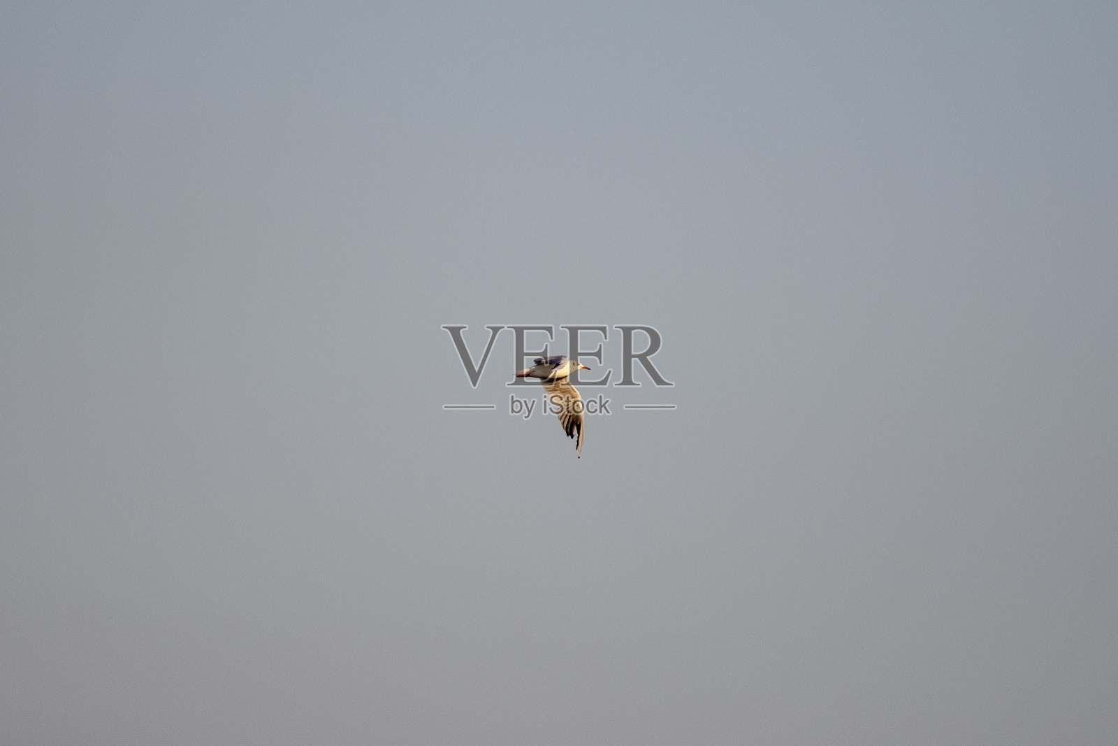 孤独的海鸥在天空中高高地飞翔照片摄影图片