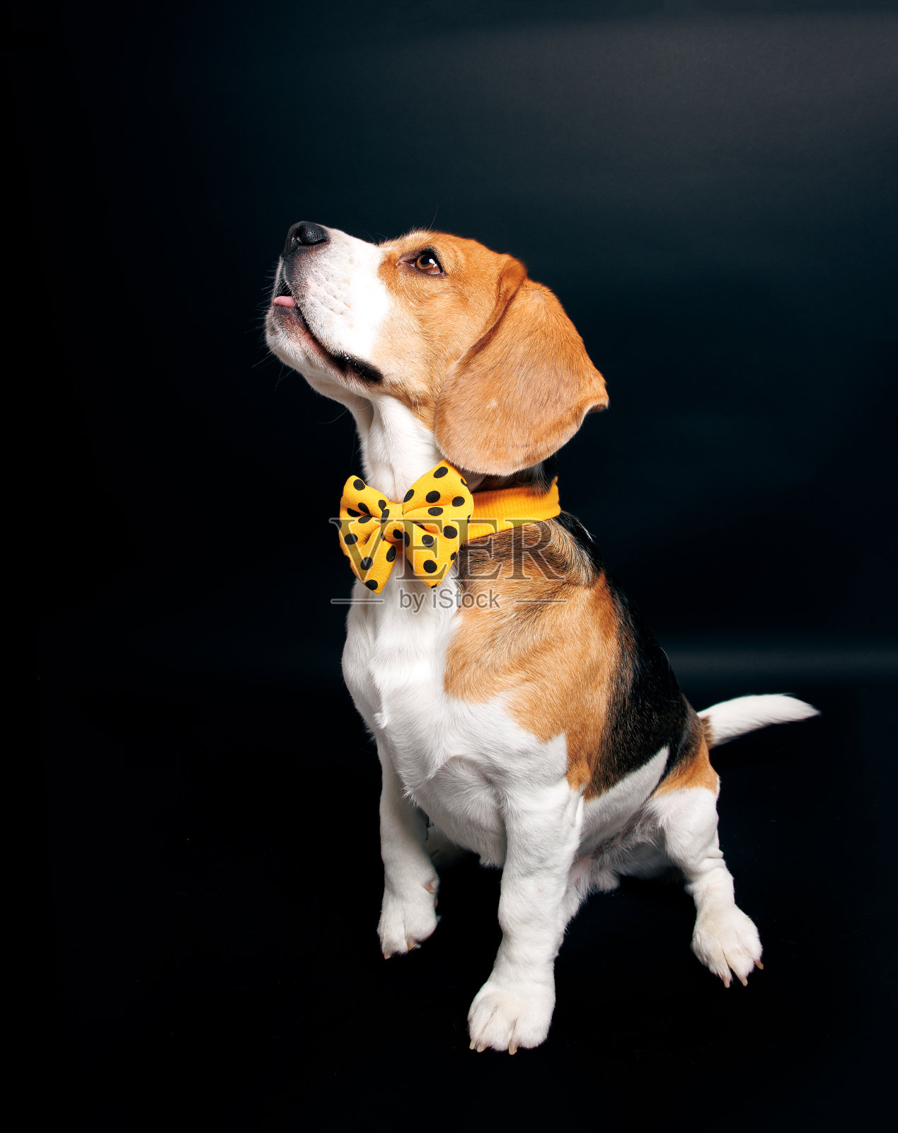 比格犬肖像拍摄,摄影于宠物照相馆照片摄影图片