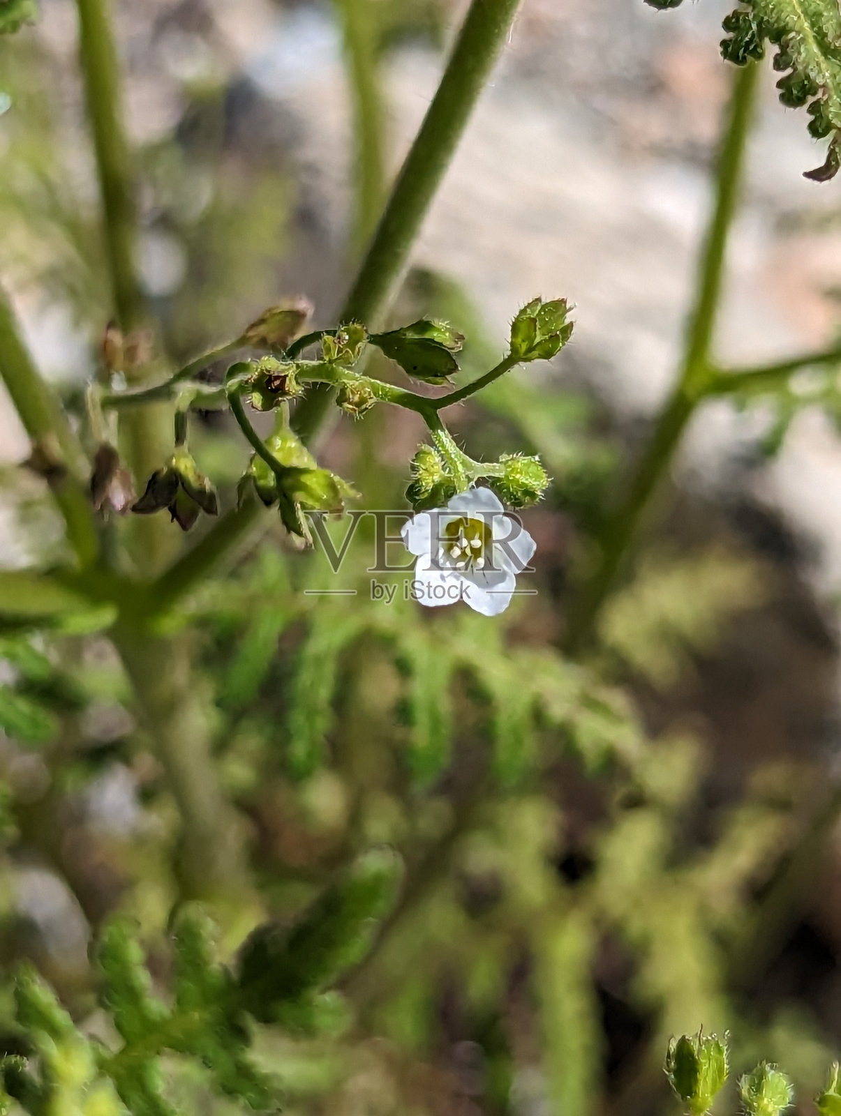 斑黑子(Eucrypta chrysanthemum ifolia)照片摄影图片