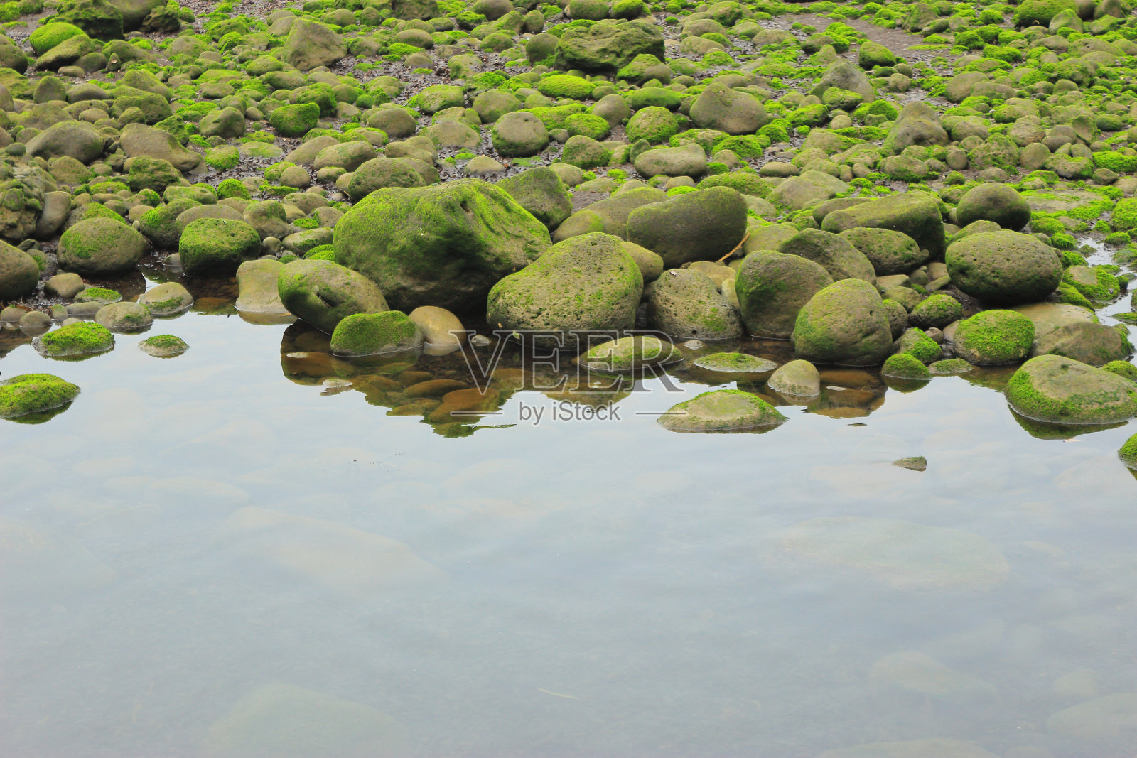 退潮时,济州岛海滩上的海苔照片摄影图片