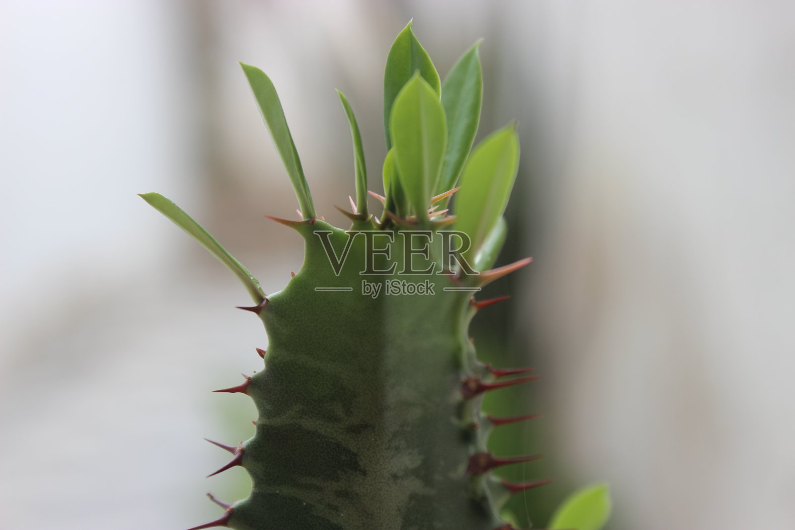 花园的花照片摄影图片