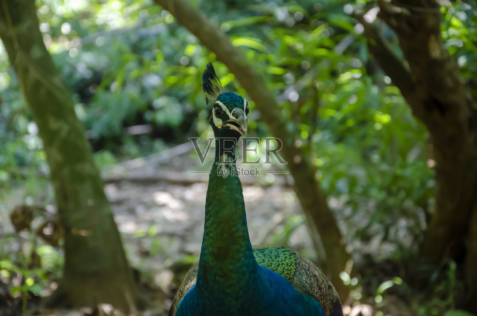 孔雀脸站在自然森林,特写镜头照片摄影图片