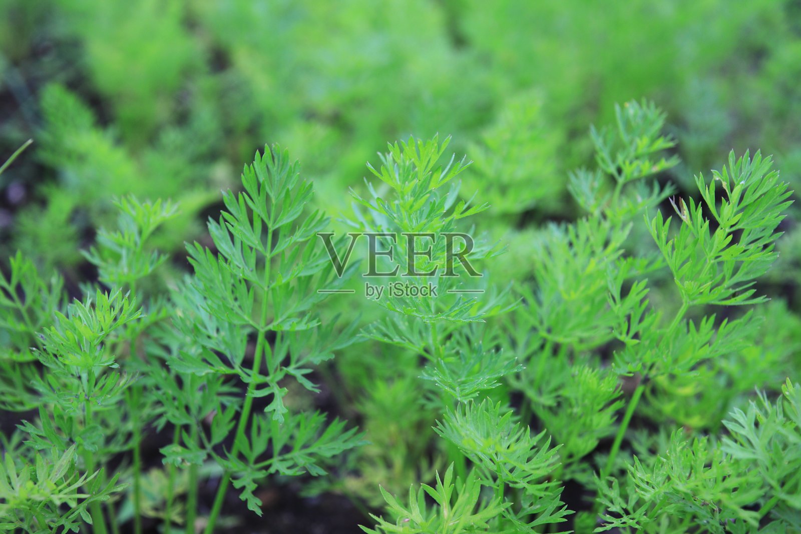 初夏漂亮的胡萝卜叶照片摄影图片