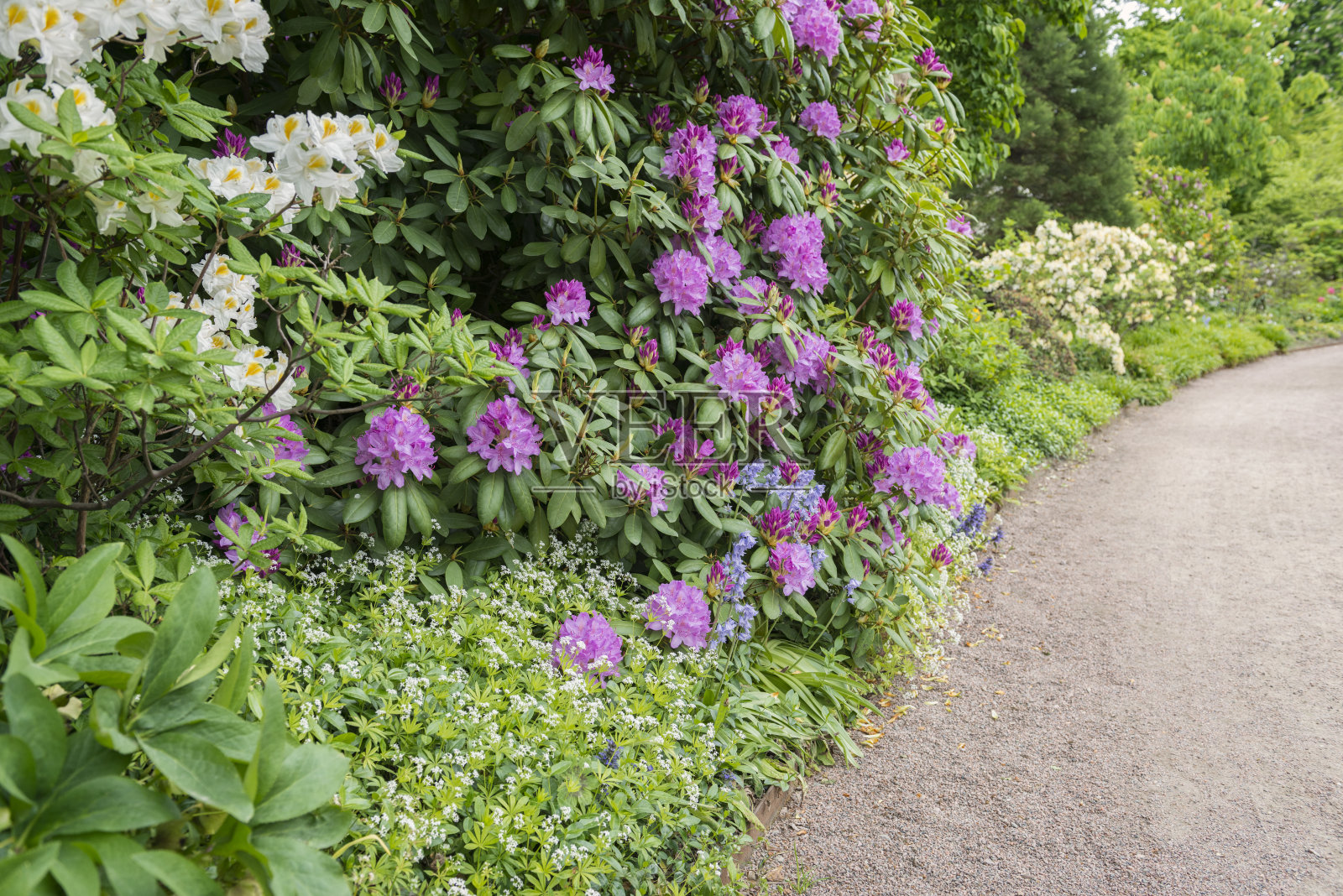 春天公园里的杜鹃和杜鹃花照片摄影图片