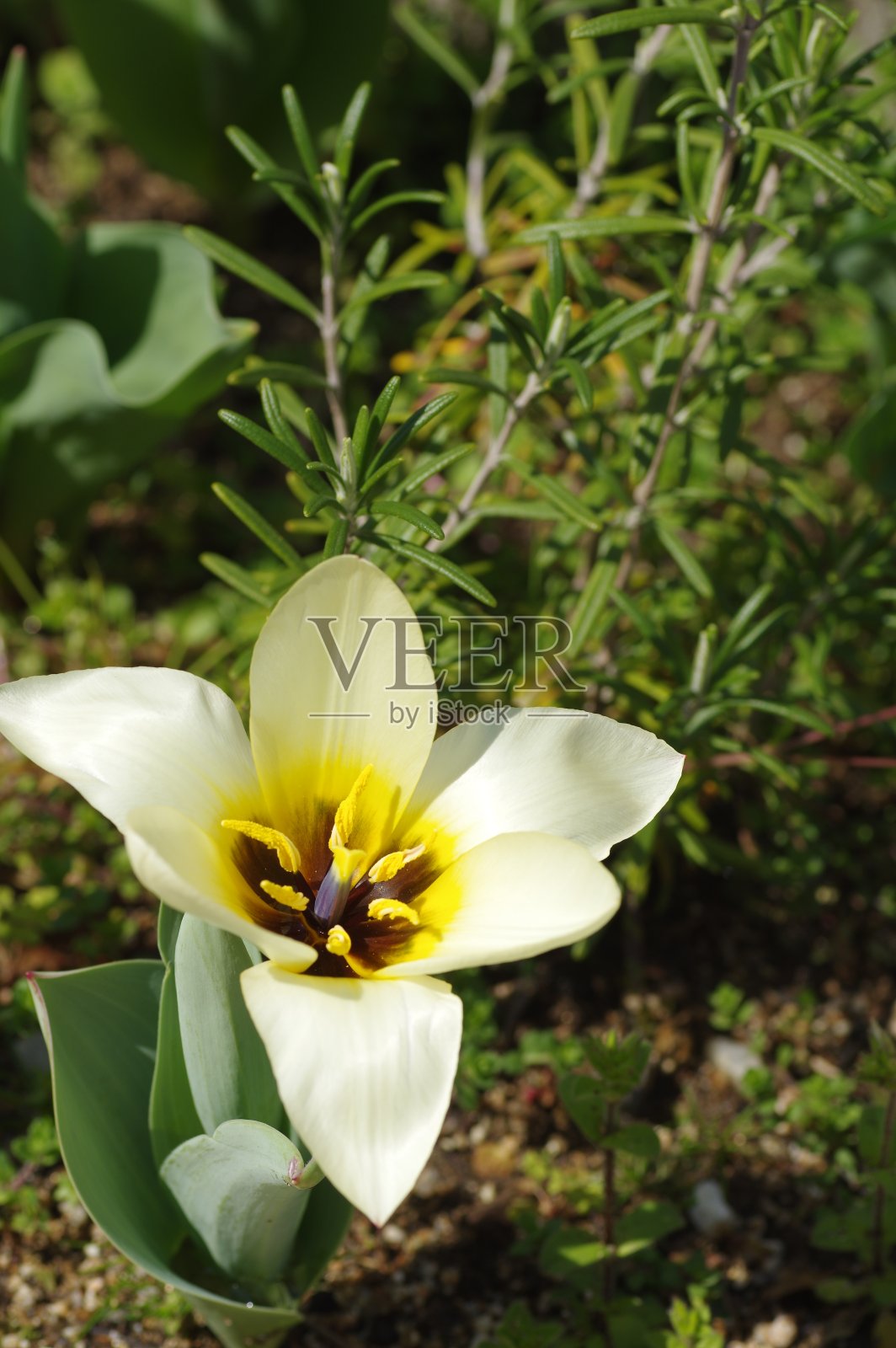 花园里盛开着白色的郁金香照片摄影图片