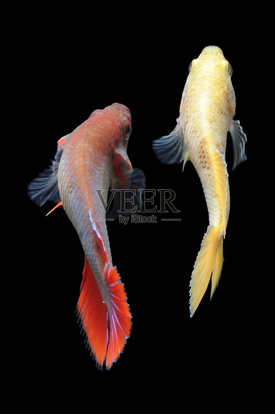 捕捉黑色背景下红色暹罗斗鱼的动人瞬间。搏鱼鱼。照片摄影图片