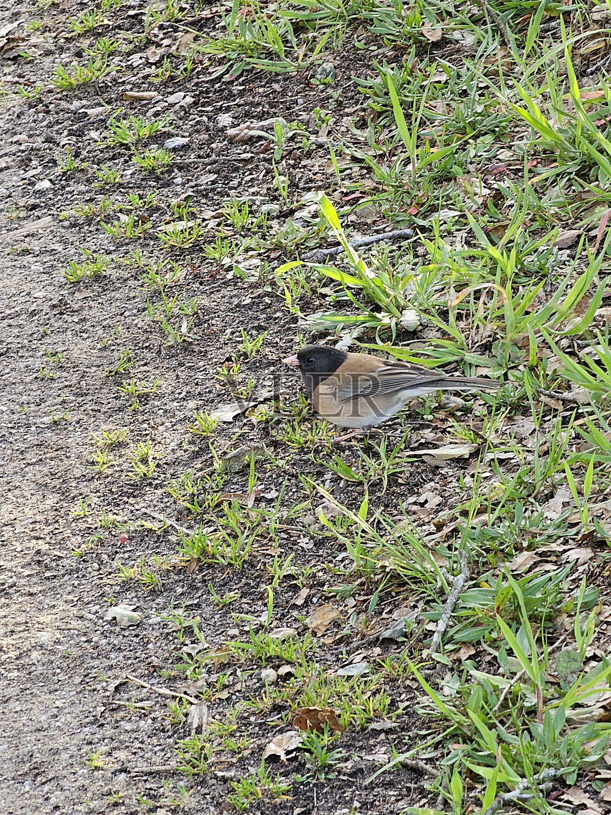山鸟照片摄影图片