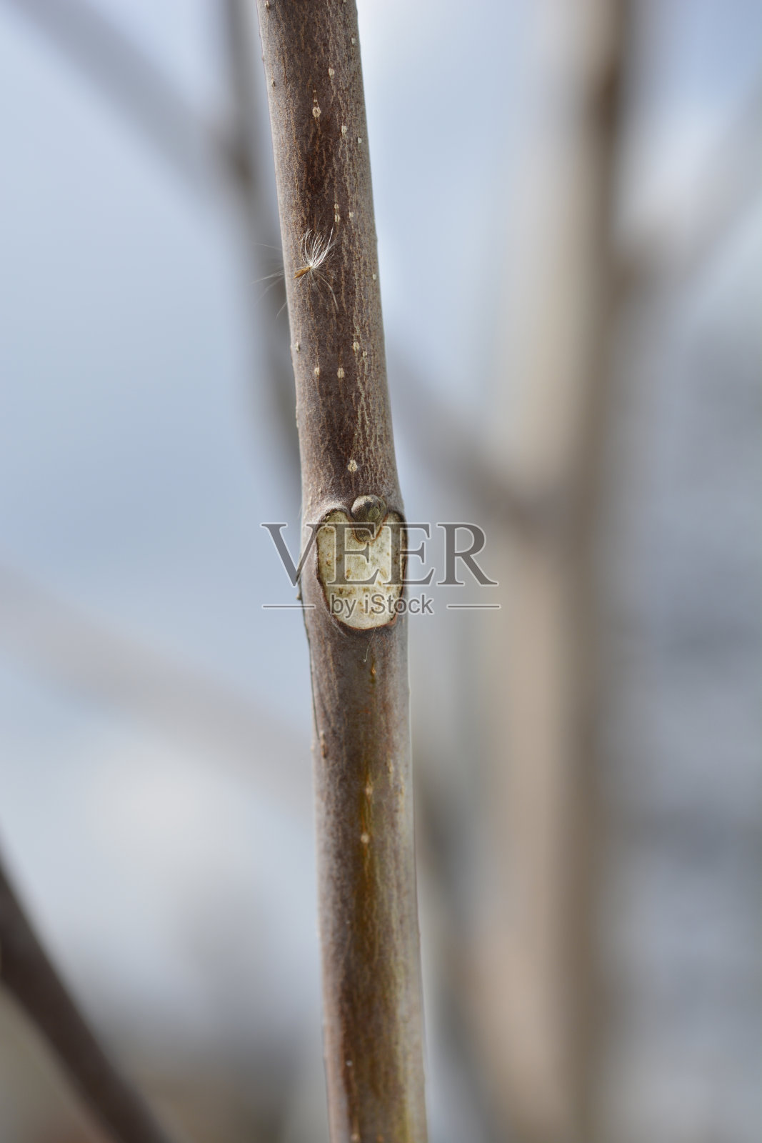 天堂之树照片摄影图片