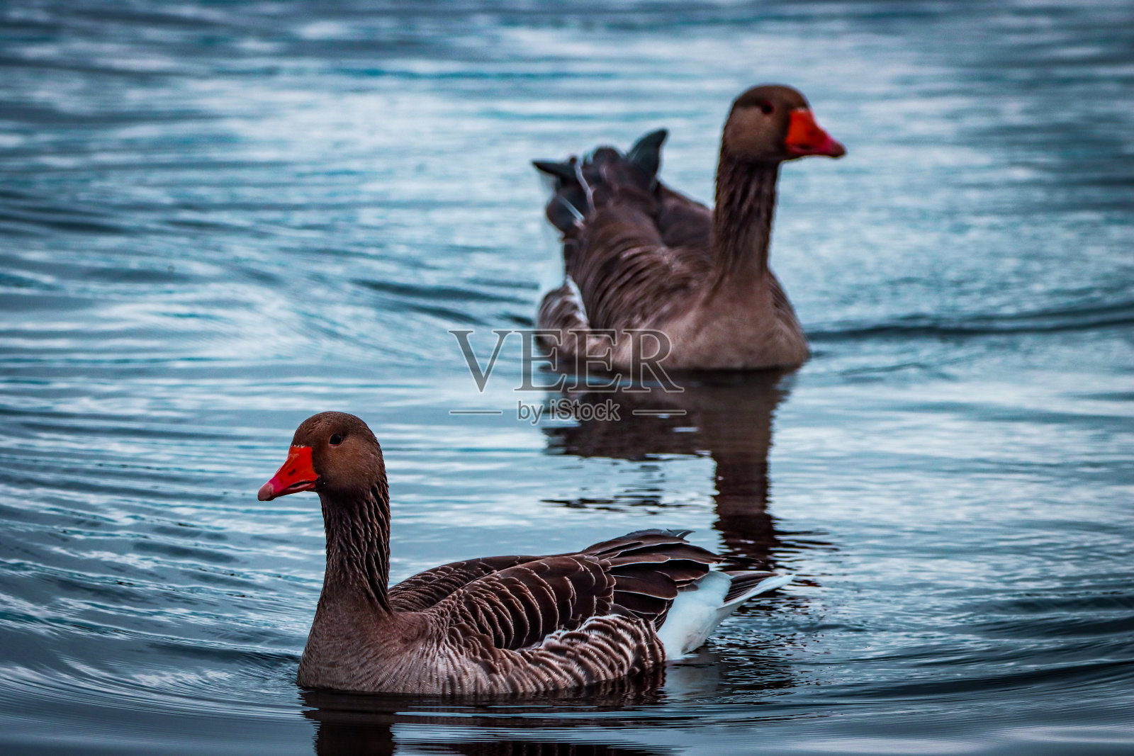 一幅令人惊叹的自然保护区鹅的动物肖像照片摄影图片