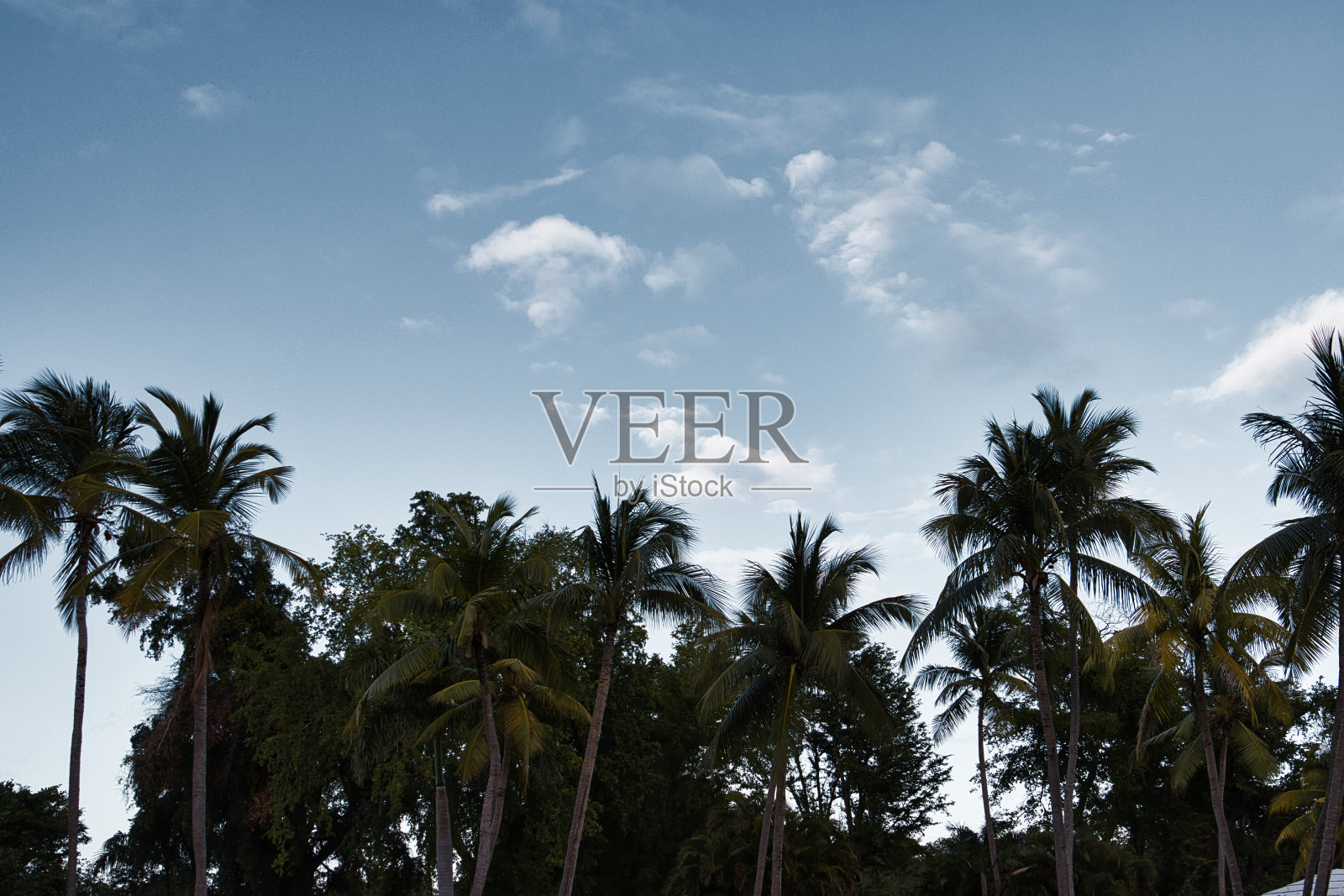 加勒比海岛上的棕榈树照片摄影图片