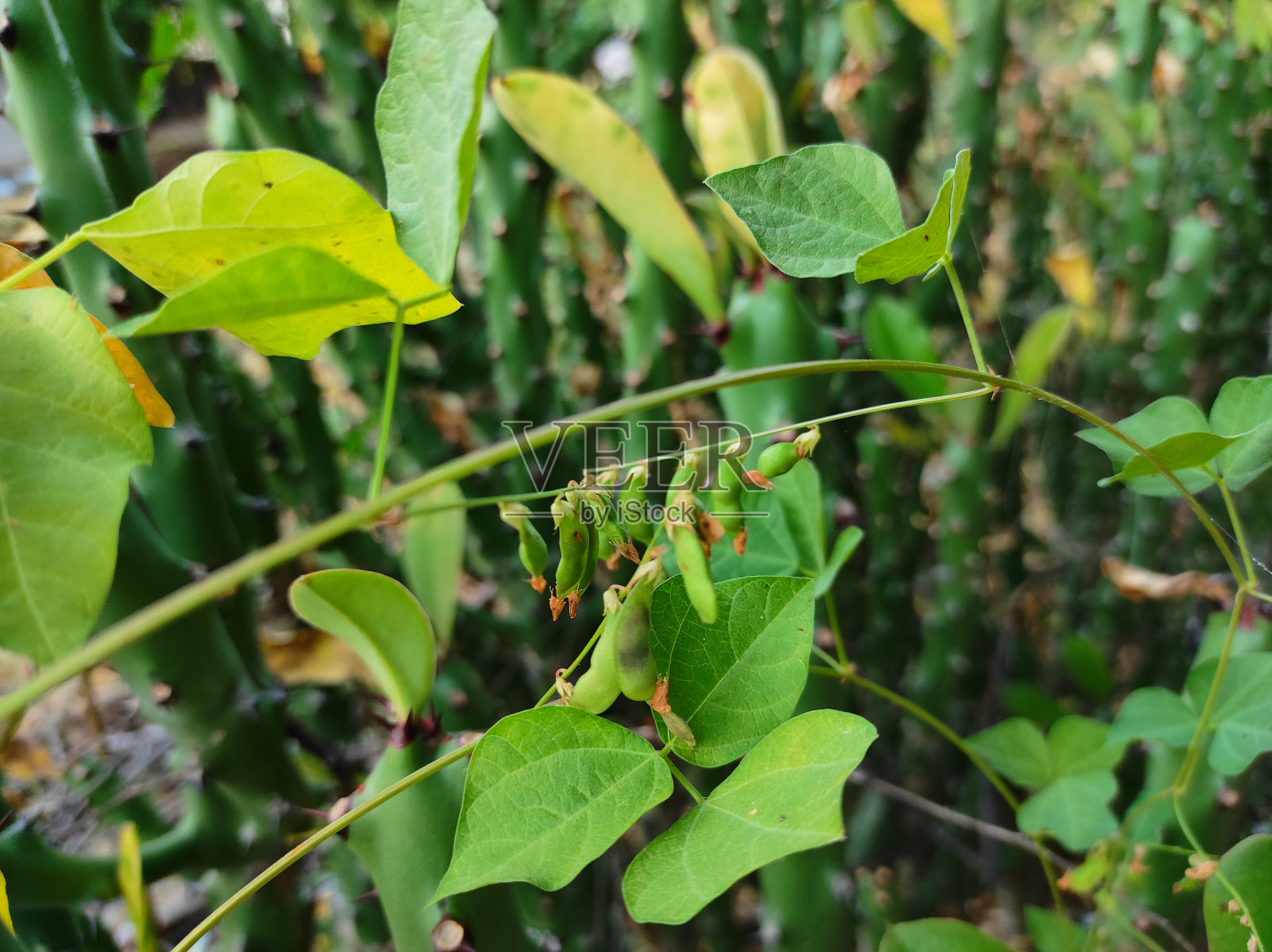 美丽的印度村庄森林植物树和花的镜头照片摄影图片