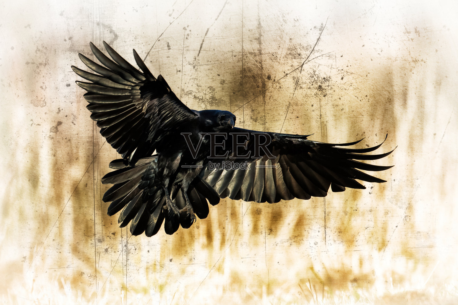 美丽的乌鸦乌鸦Corvus corax波兰北部欧洲,飞翔的鸟,黑暗的过滤器-万圣节照片摄影图片