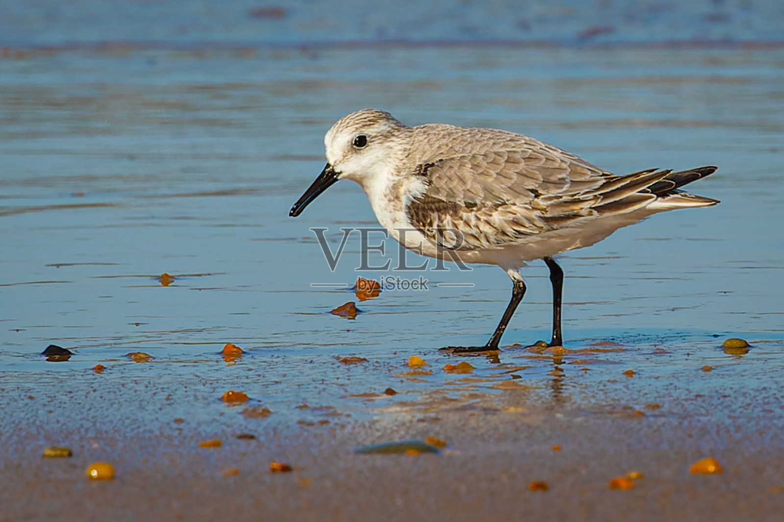 沙滩上一只美丽的sanderling的特写镜头照片摄影图片