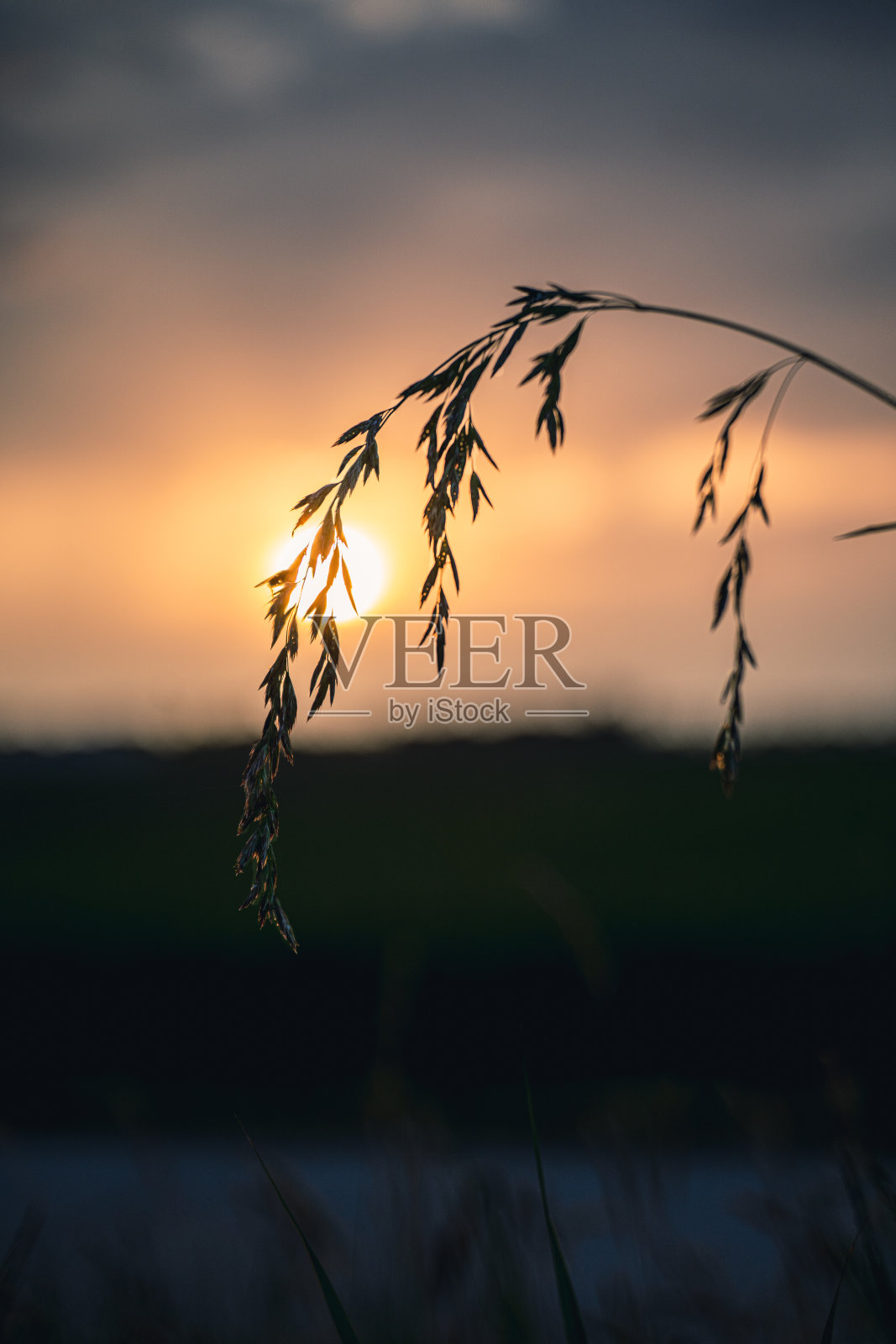 在美丽的夕阳下,田野里的野草被选择性聚焦照片摄影图片