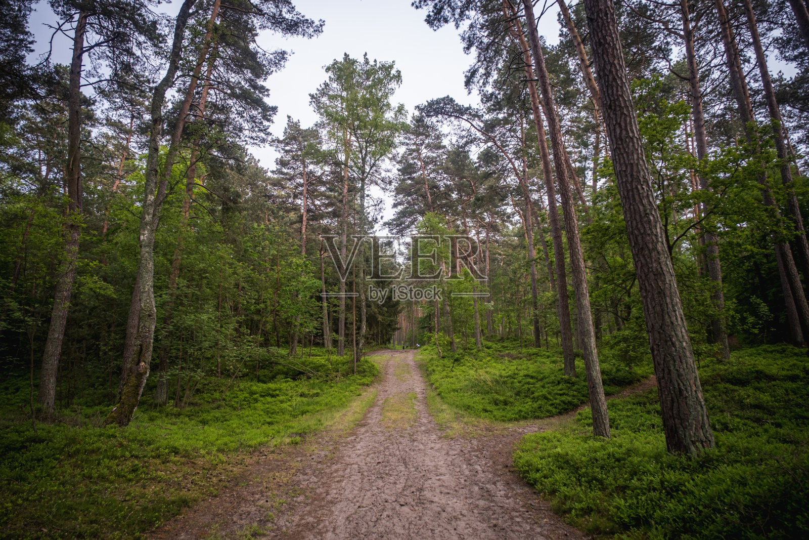 波兰森林的美丽照片照片摄影图片
