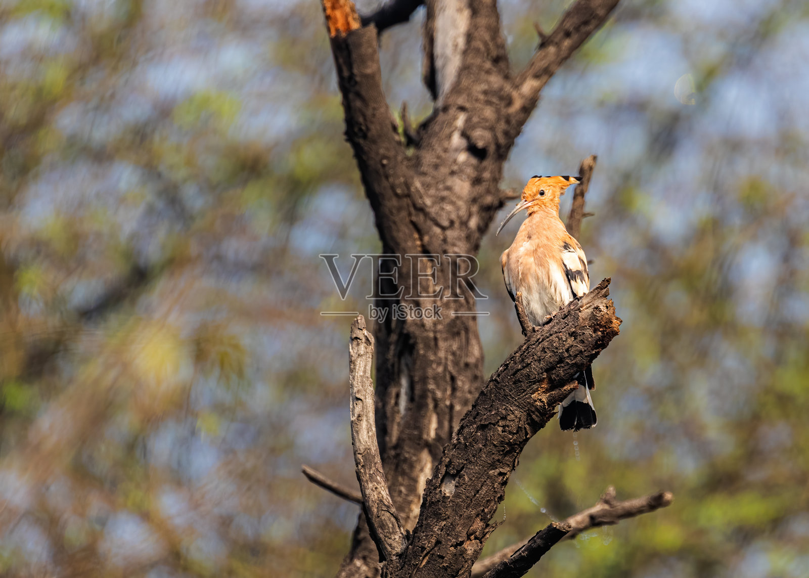 清晨,一只呼啦鸟栖息在树上照片摄影图片