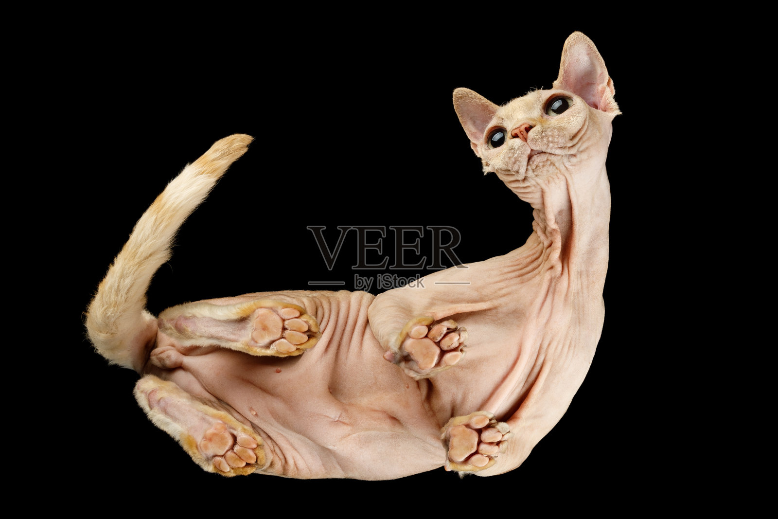 黑底加拿大斯芬克斯无毛猫照片摄影图片