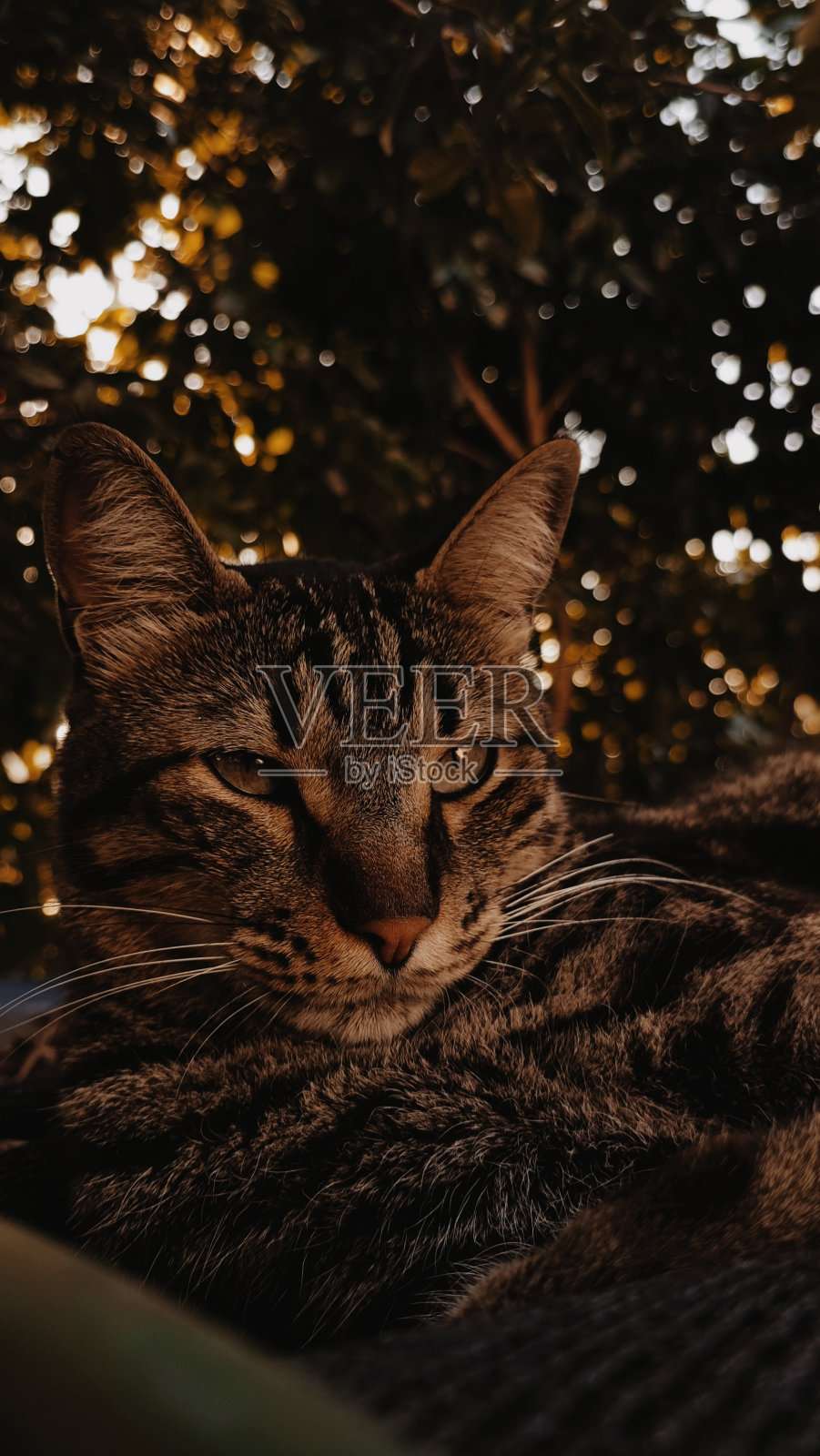 那只猫照片摄影图片