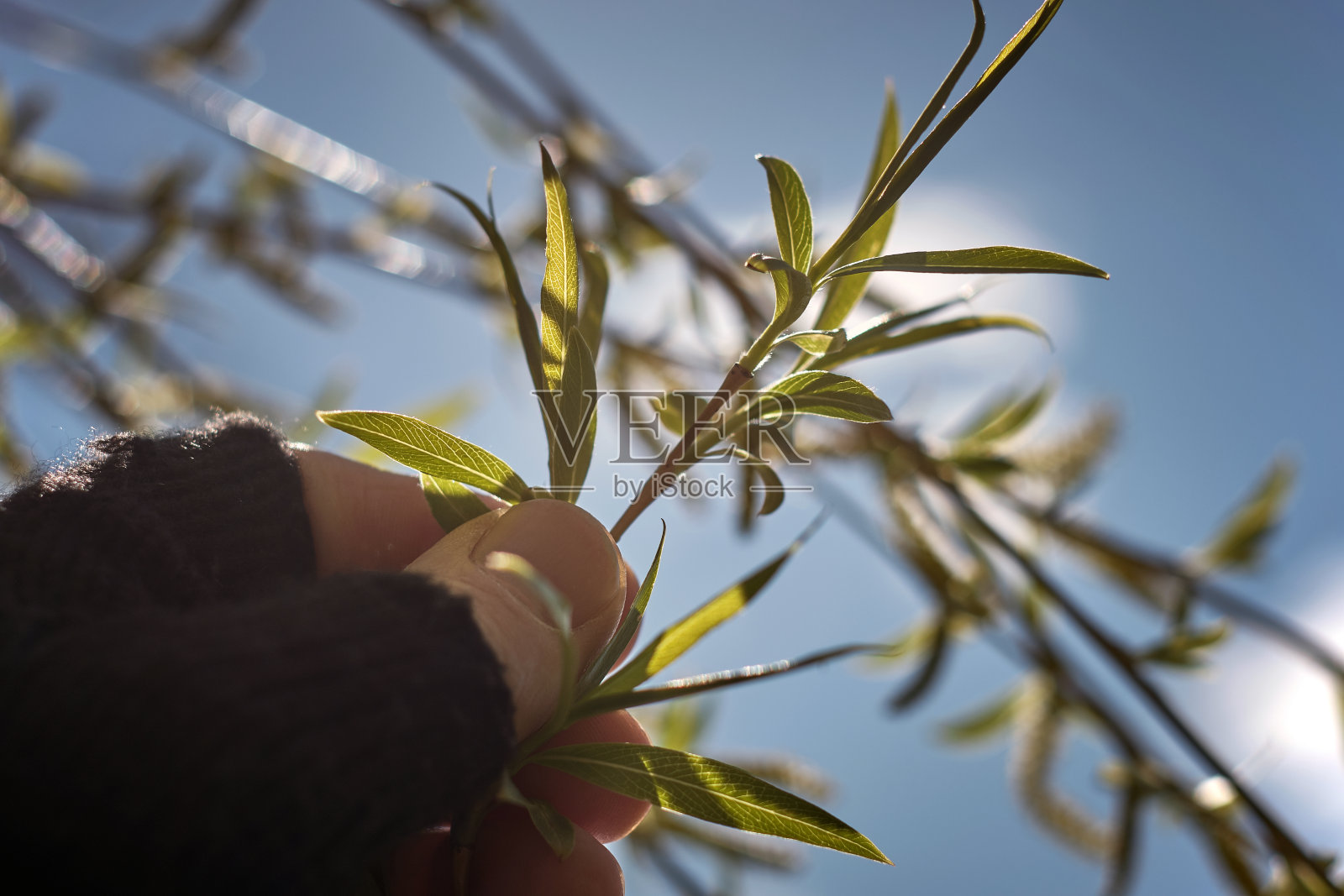 选择性聚焦特写的手拿着植物茎照片摄影图片