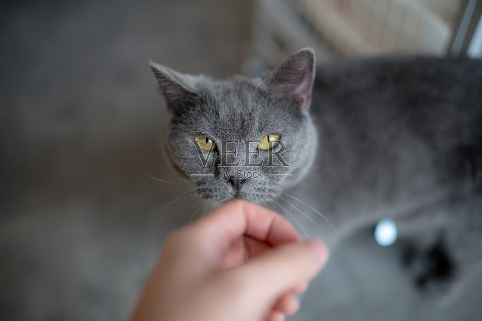 一只英国短毛猫看手的高角度镜头照片摄影图片